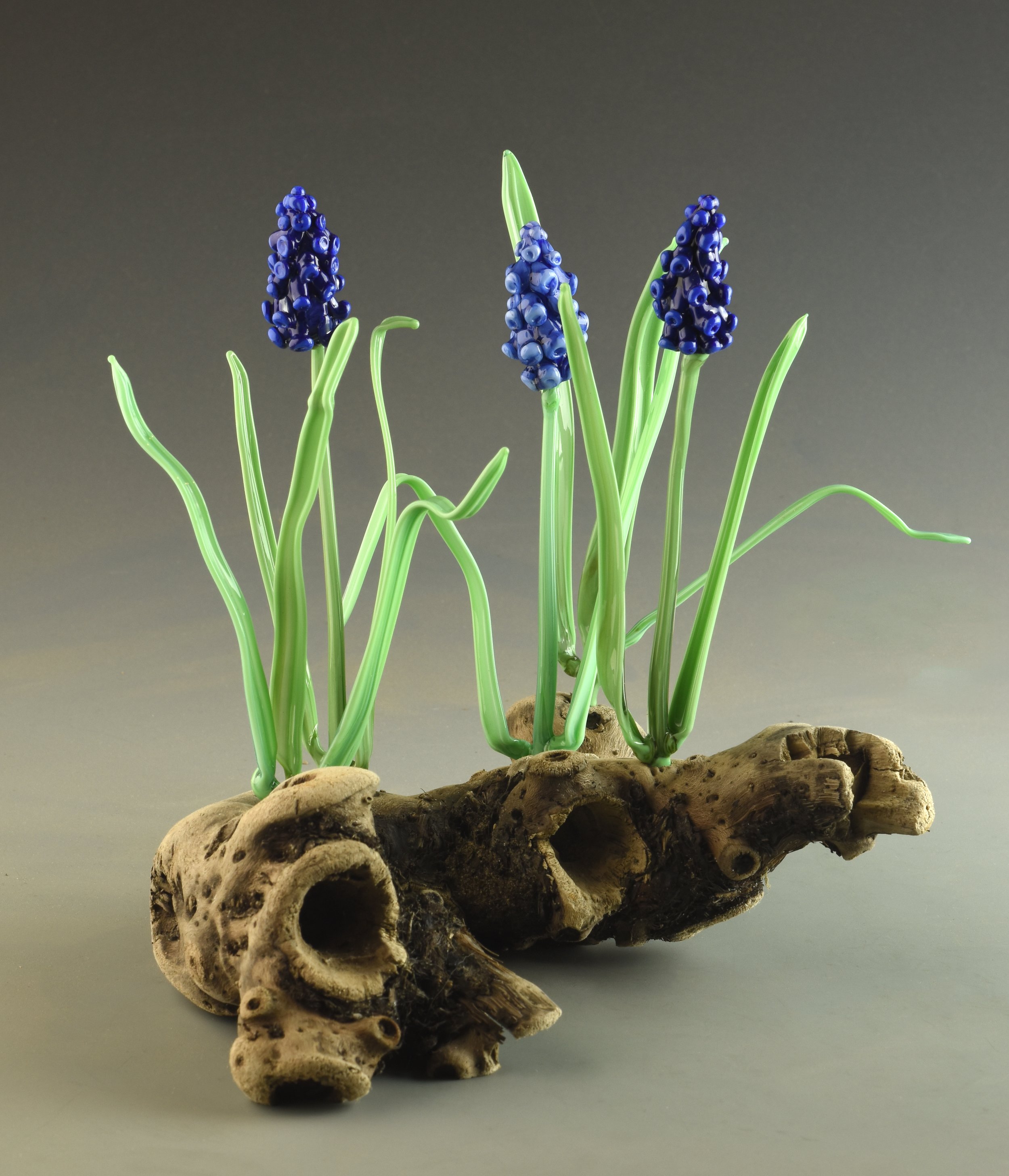 Green grass-like plants with small blue grape hyacinth flowers growing from a gnarled piece of driftwood against a gray background.