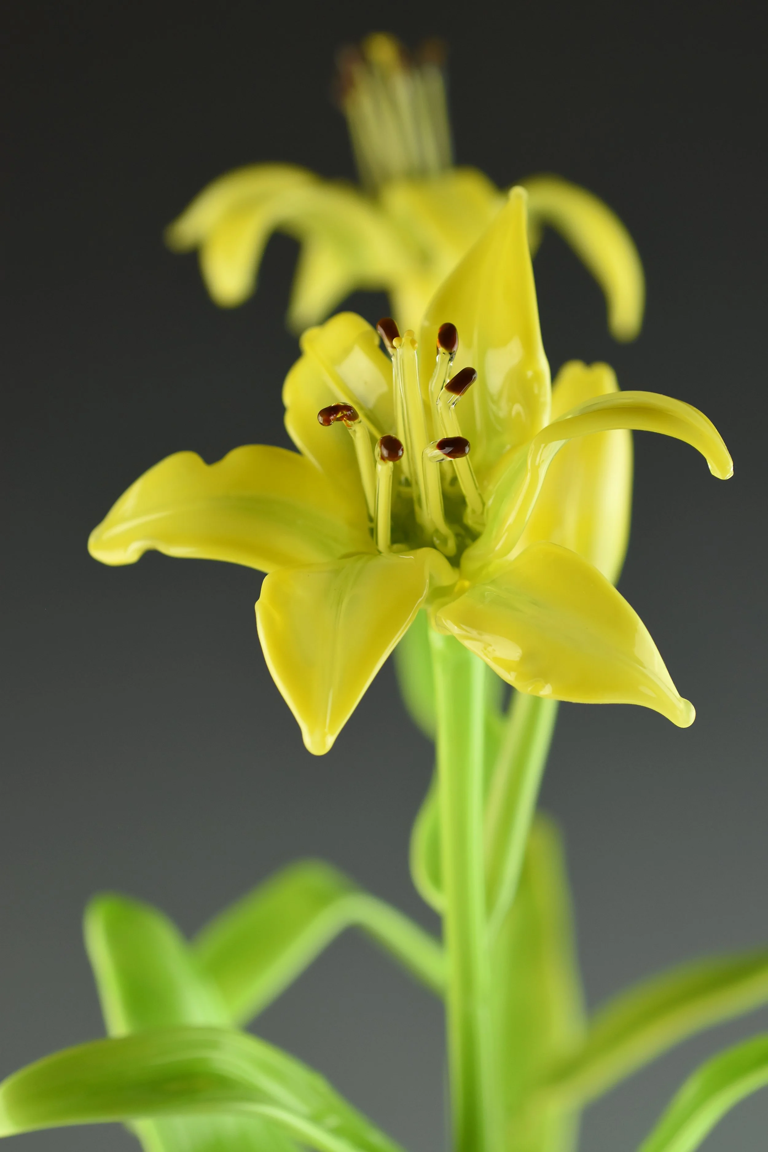 Close-up of a yellow flower with curved petals and reproductive structures, with green leaves and a dark background.