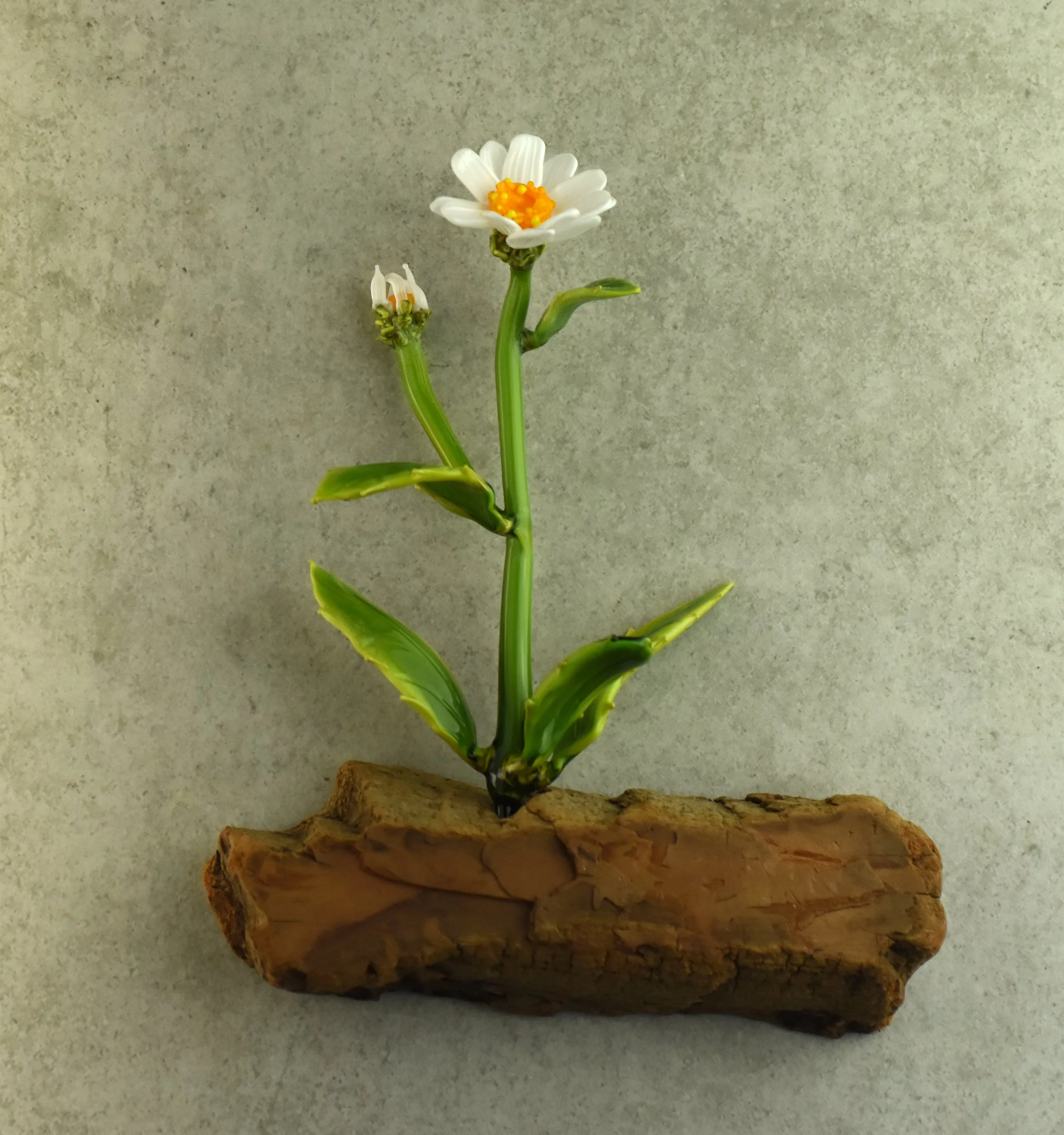 A small white daisy flower with yellow center atop green stem, with additional buds below, placed on a piece of wood against a plain wall.