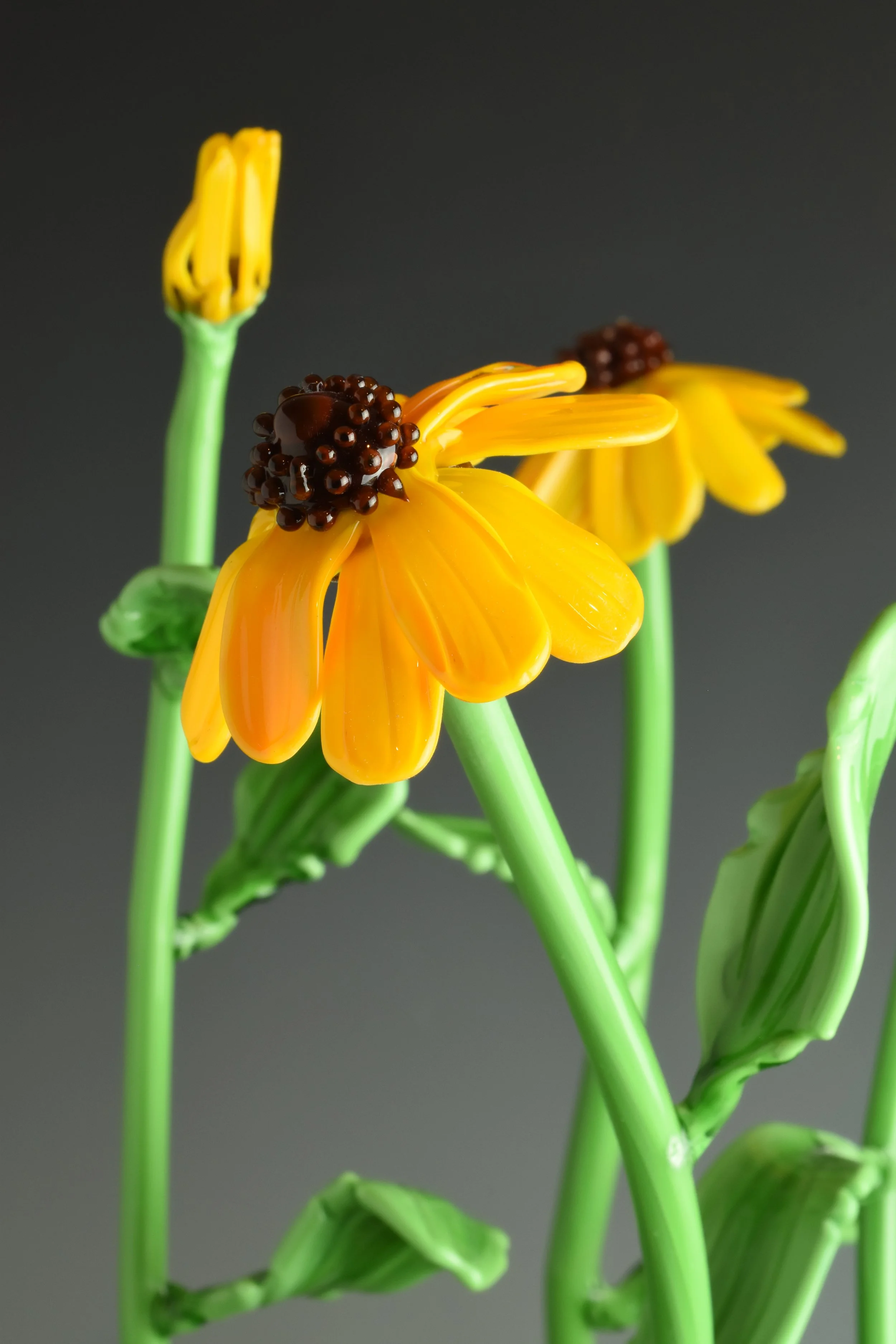 Close-up of yellow, petal-like structures with dark, rounded center parts on green stems against a dark gray background.