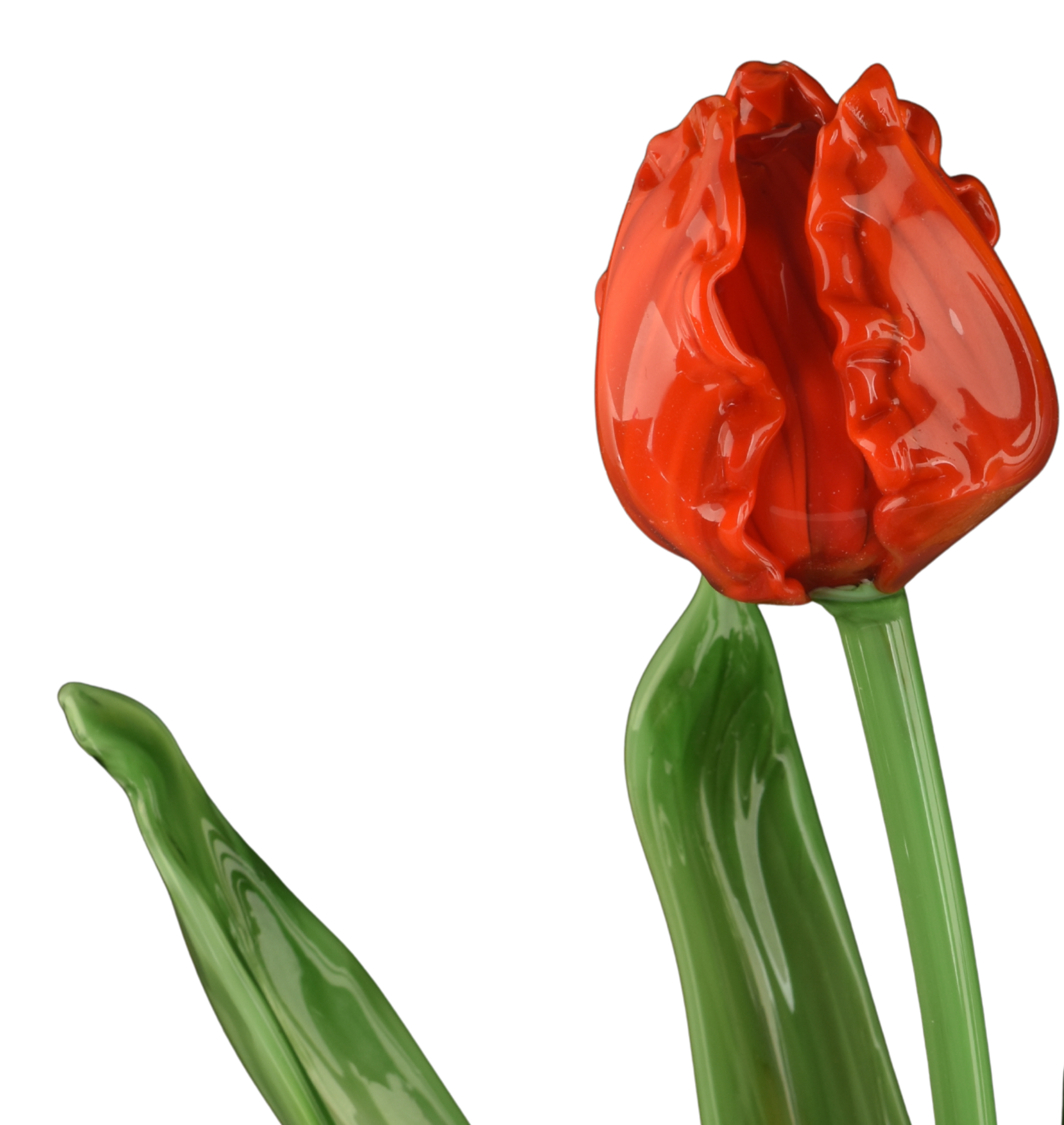 Red tulip flower with green leaves against a black background.
