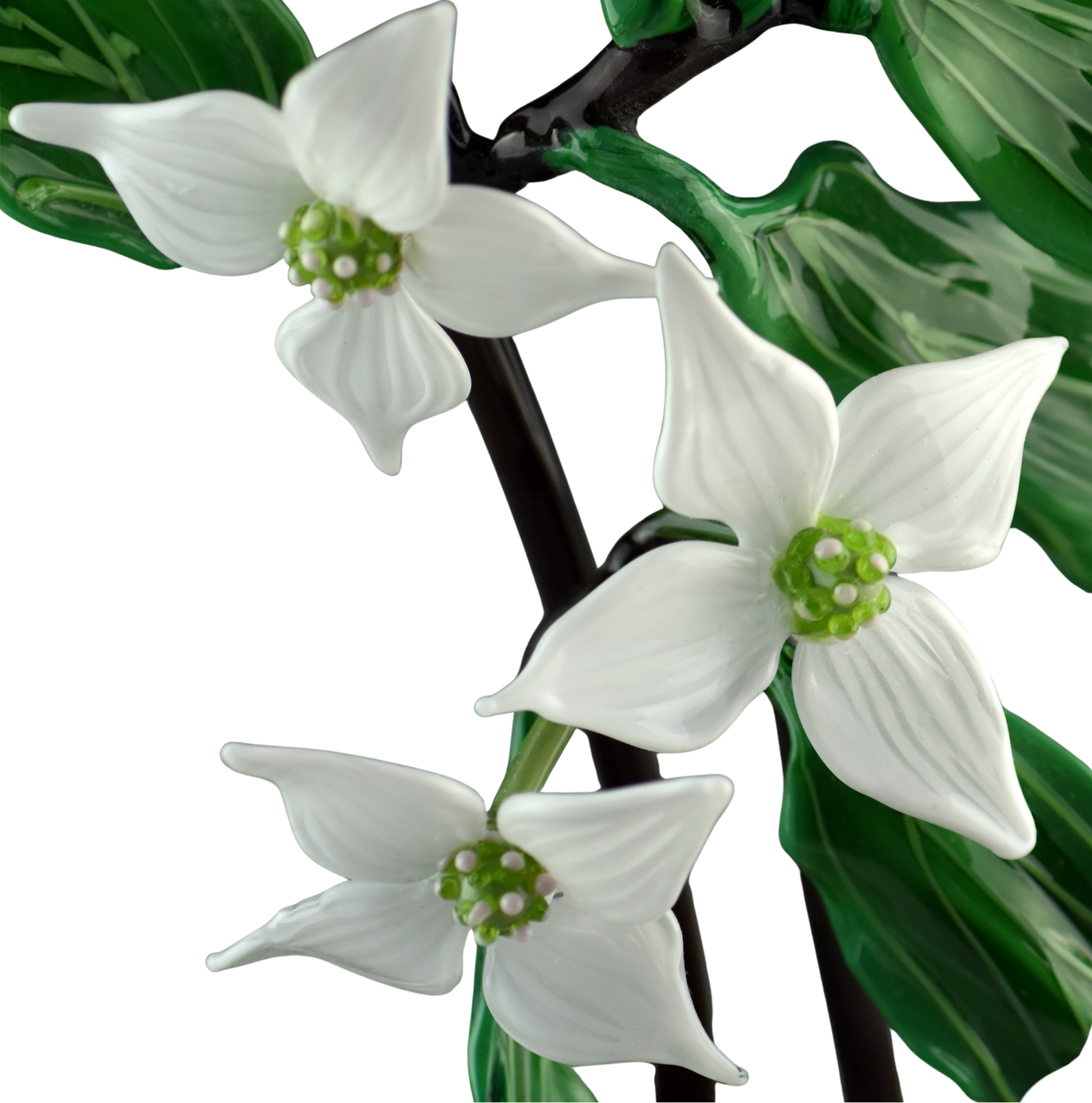 Close-up of white jasmine flowers with green buds and glossy green leaves.