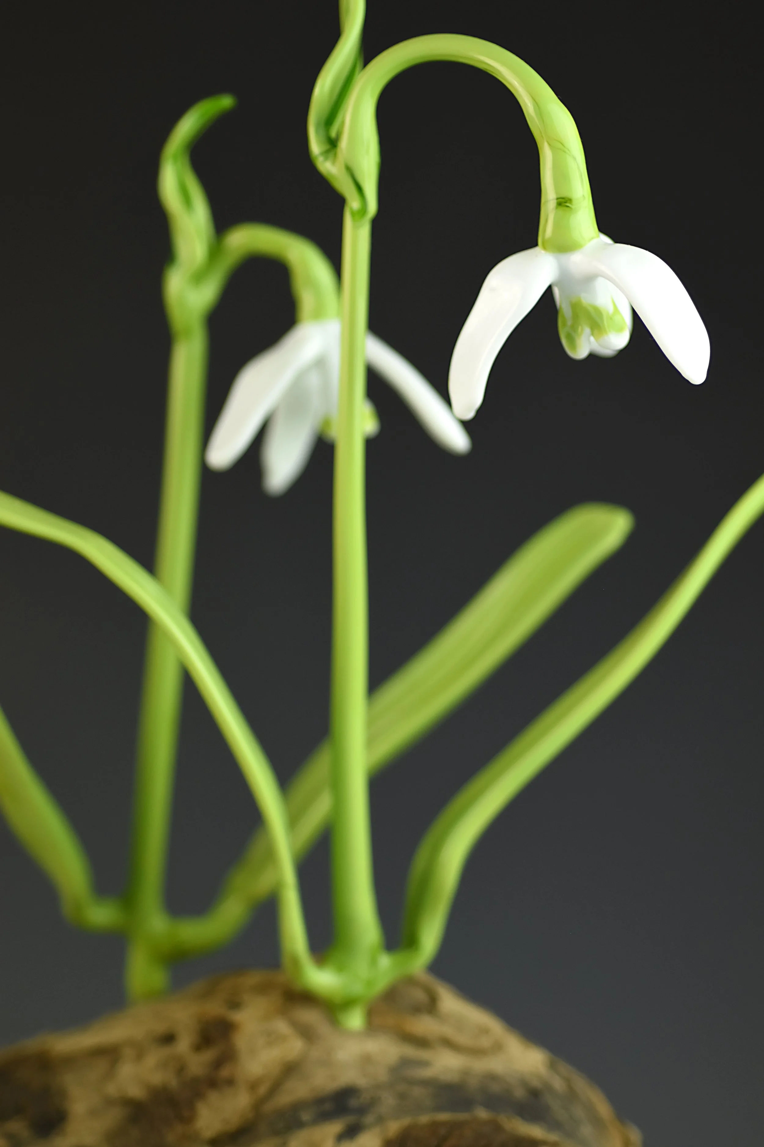 Close-up of a snowdrop flower with white petals and green stem, emerging from brown soil against a black background.