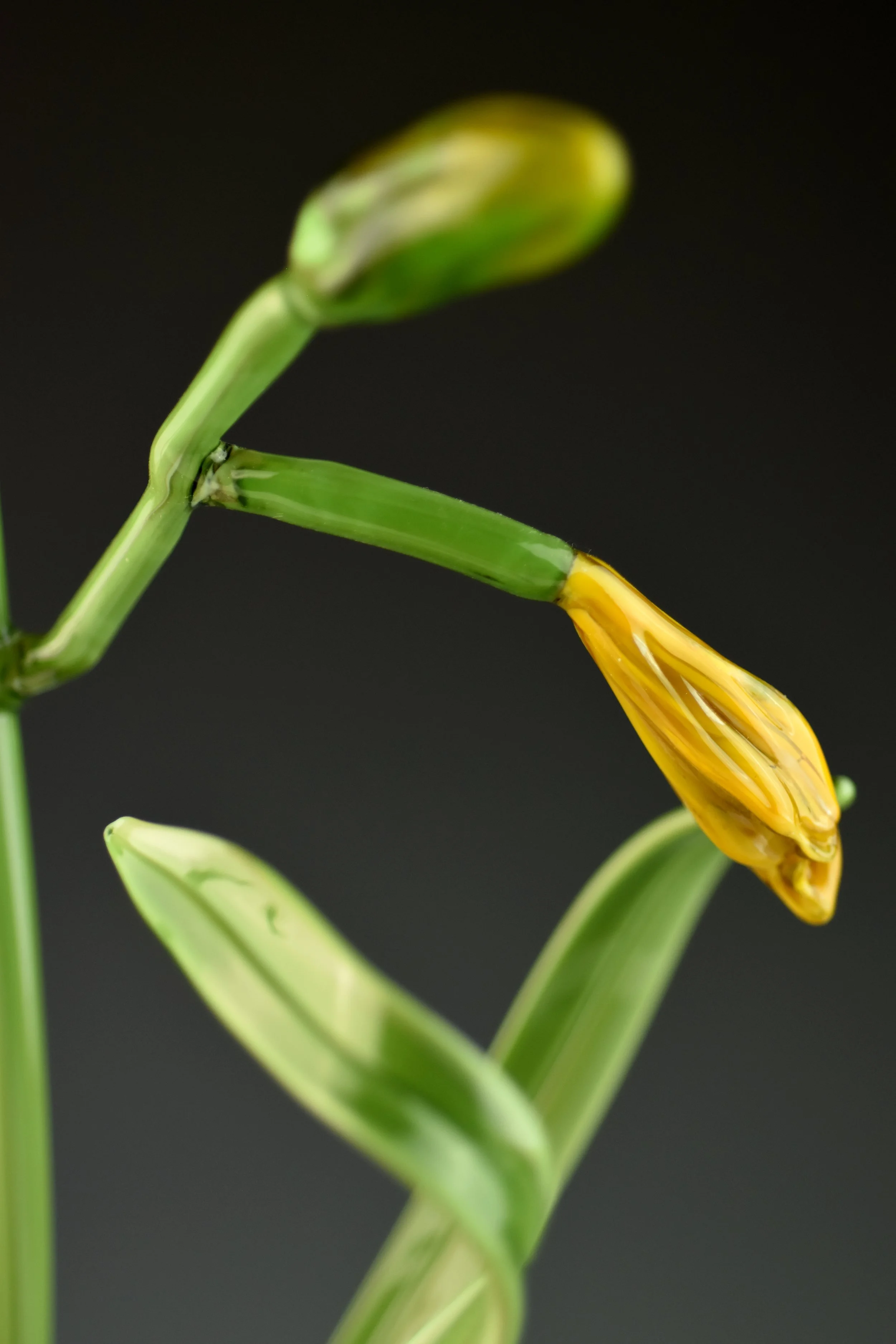 Close-up of a green and yellow flower with a dark background.
