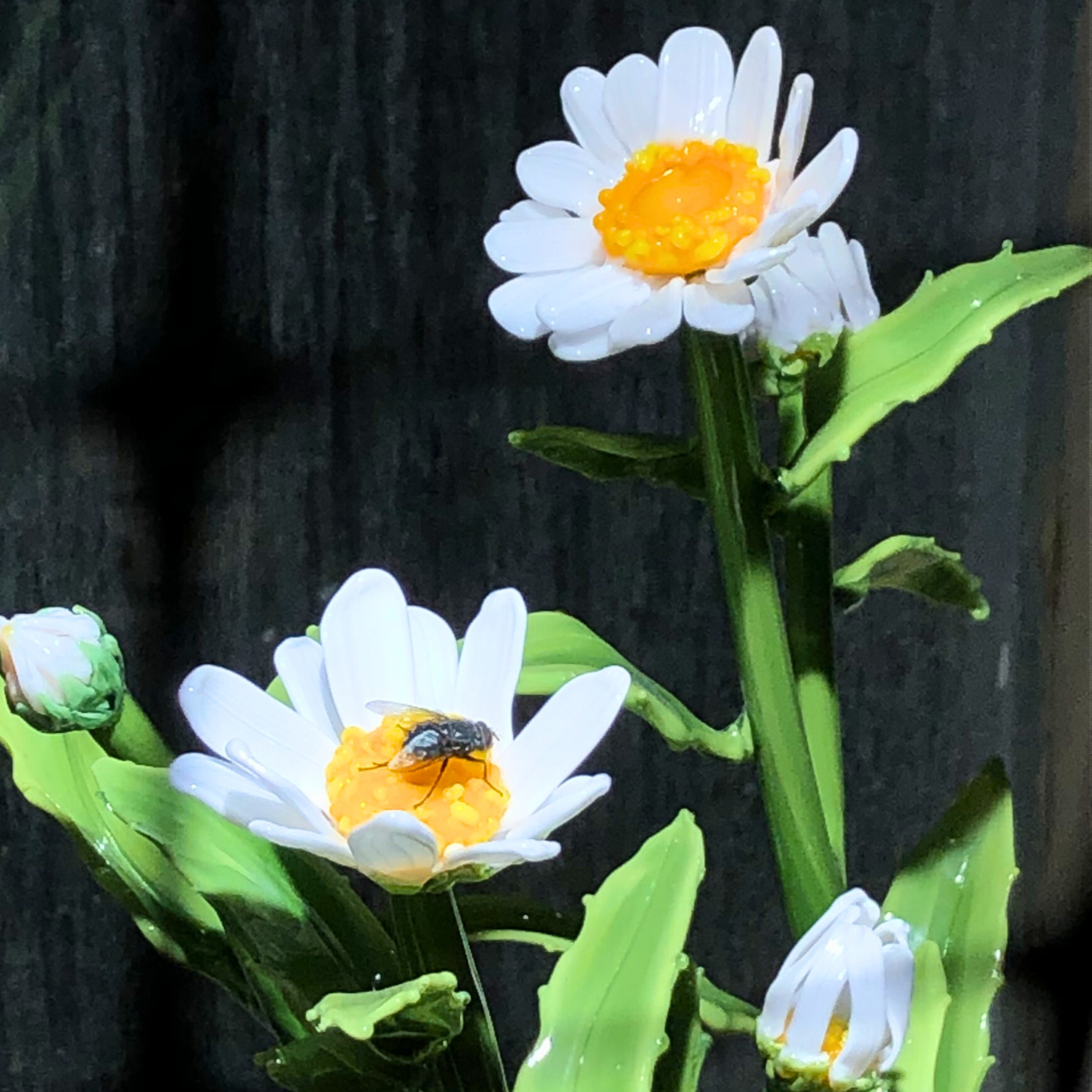 Close-up of white daisies with yellow centers, one of which has a bee on it, against a dark background.