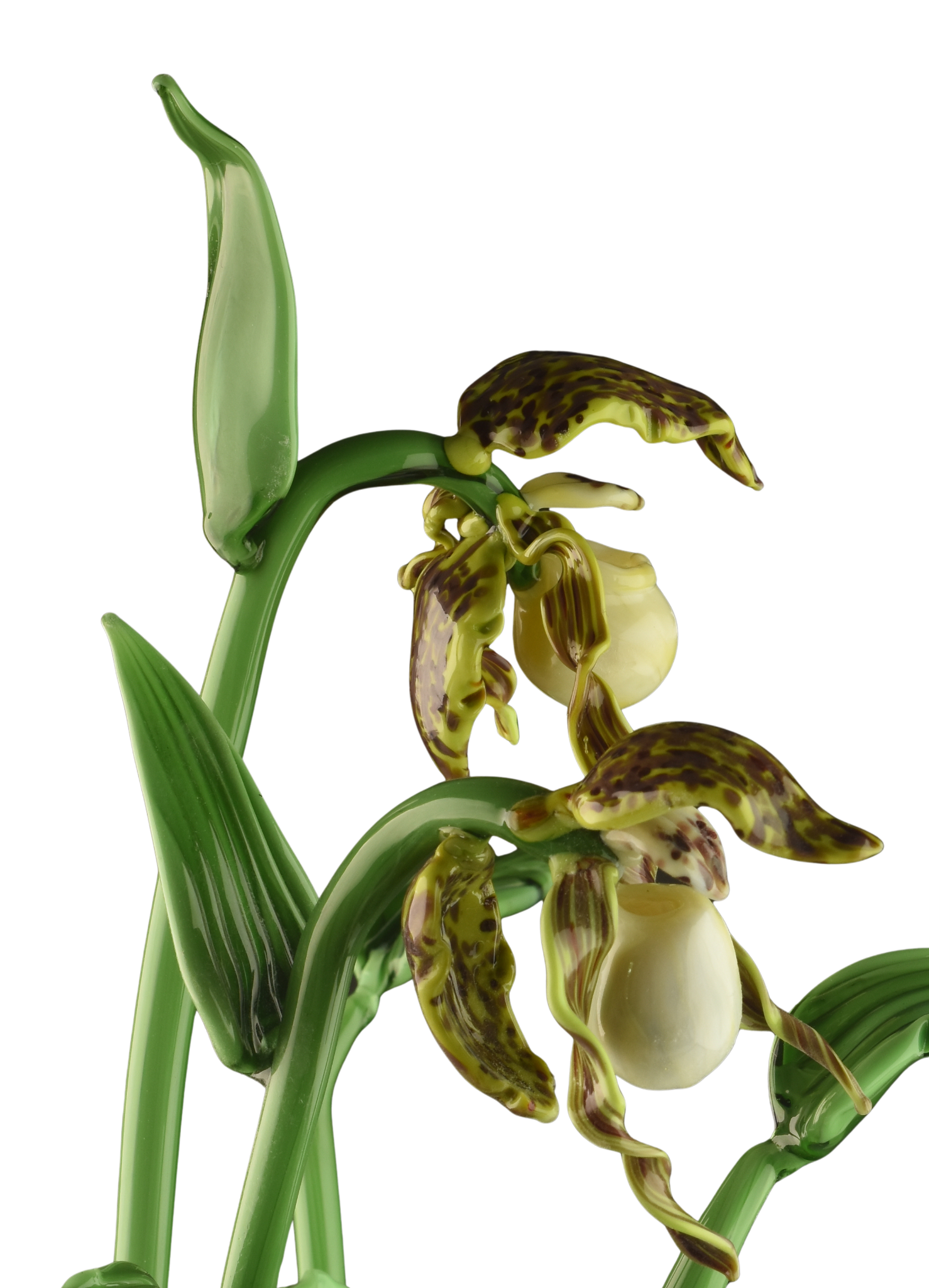 Close-up of green orchid plant with yellow and brown striped flowers and green leaves.