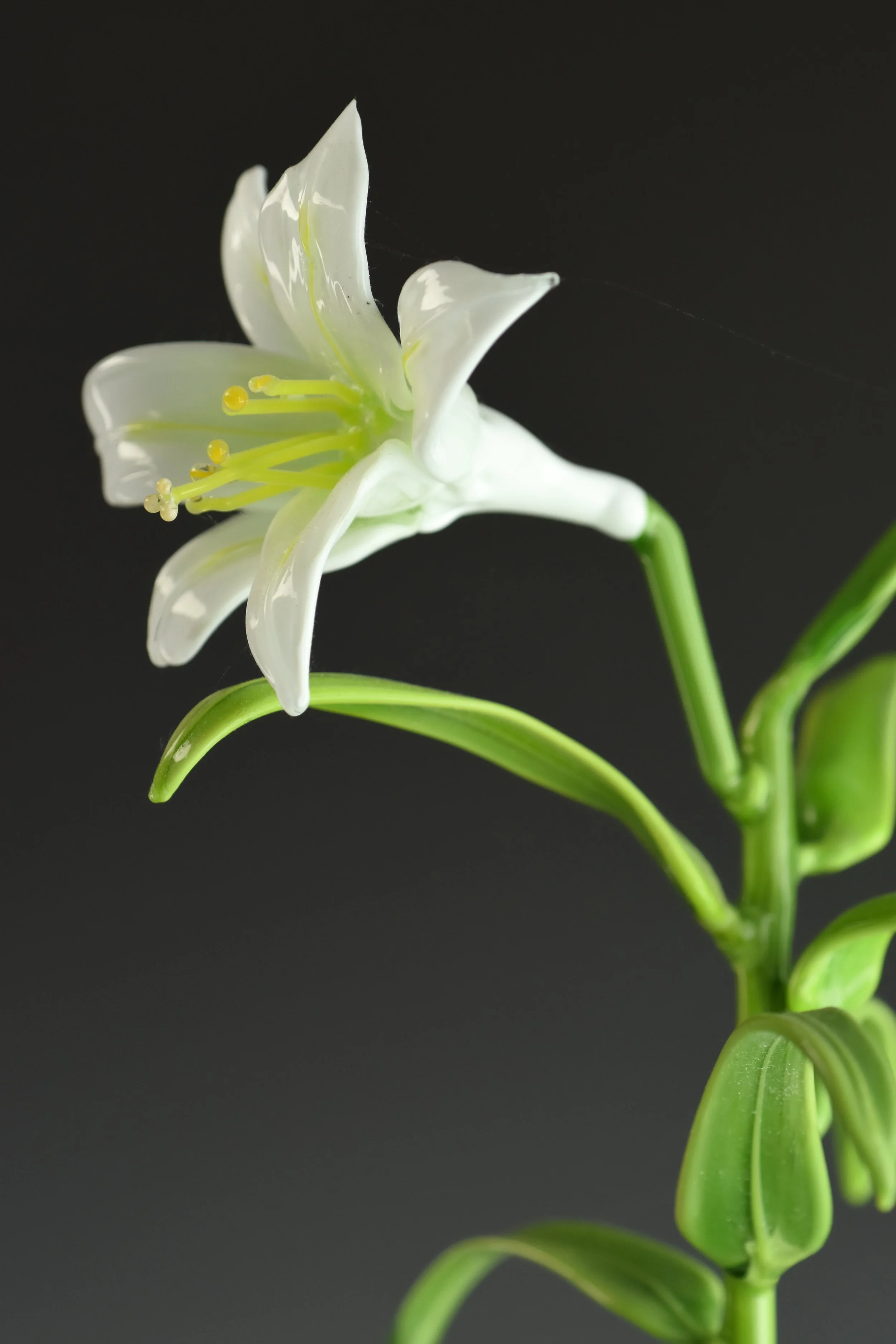 Close-up of a white flower with six petals, yellow stamens, and green stem against a black background.