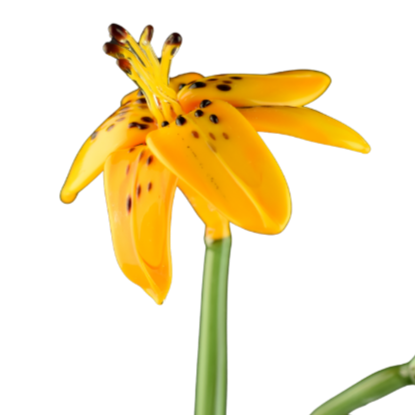 Close-up of a yellow lily flower with black spots and a green stem