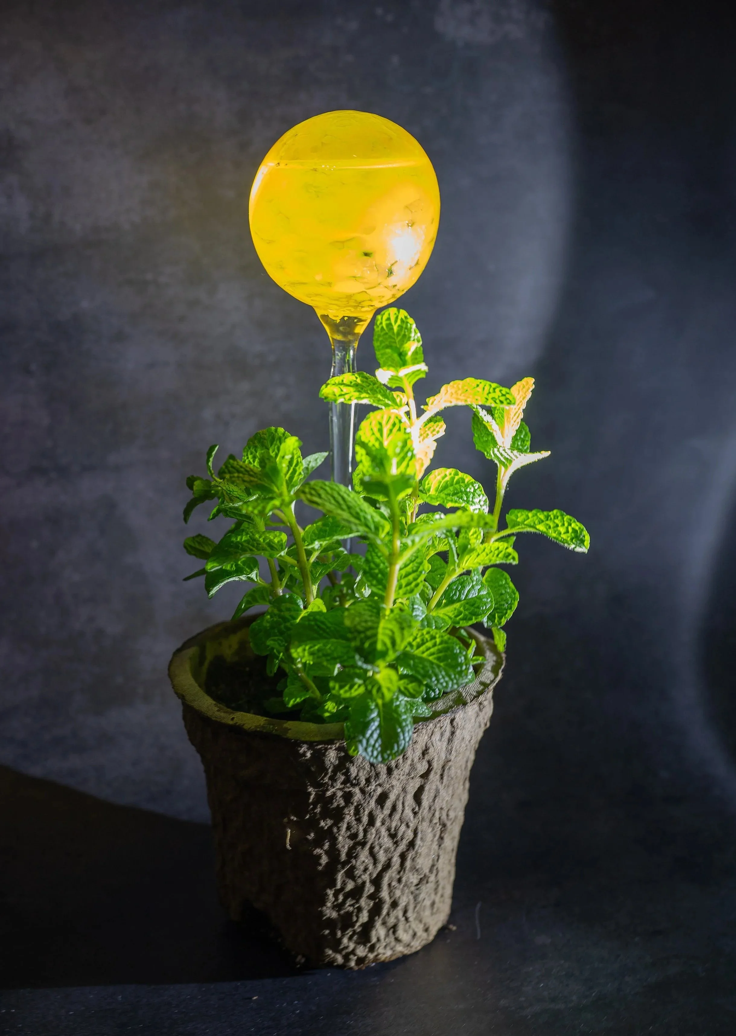A potted mint plant with green leaves, with a yellow glass water globe on top of it, set against a dark background.