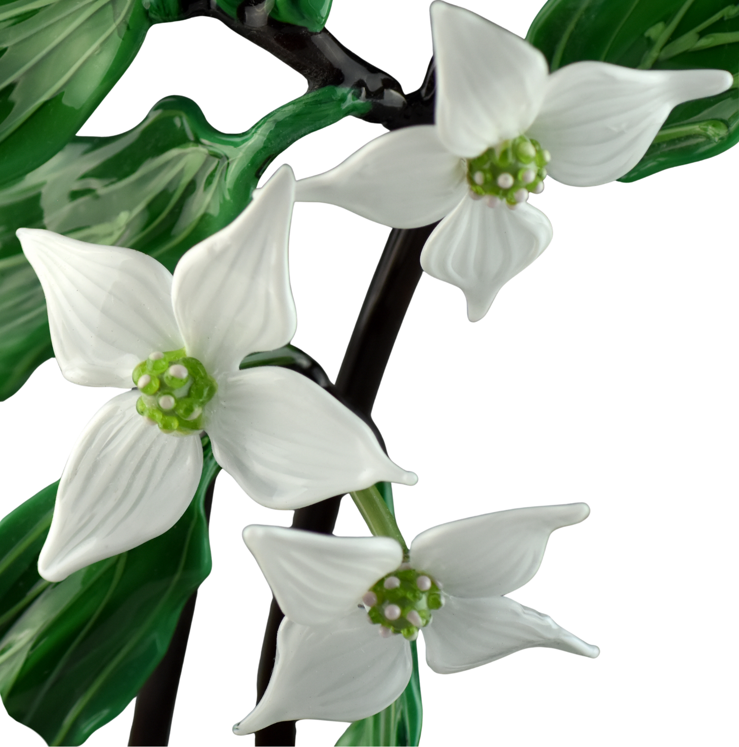 Close-up of white flowers with green centers and green leaves.