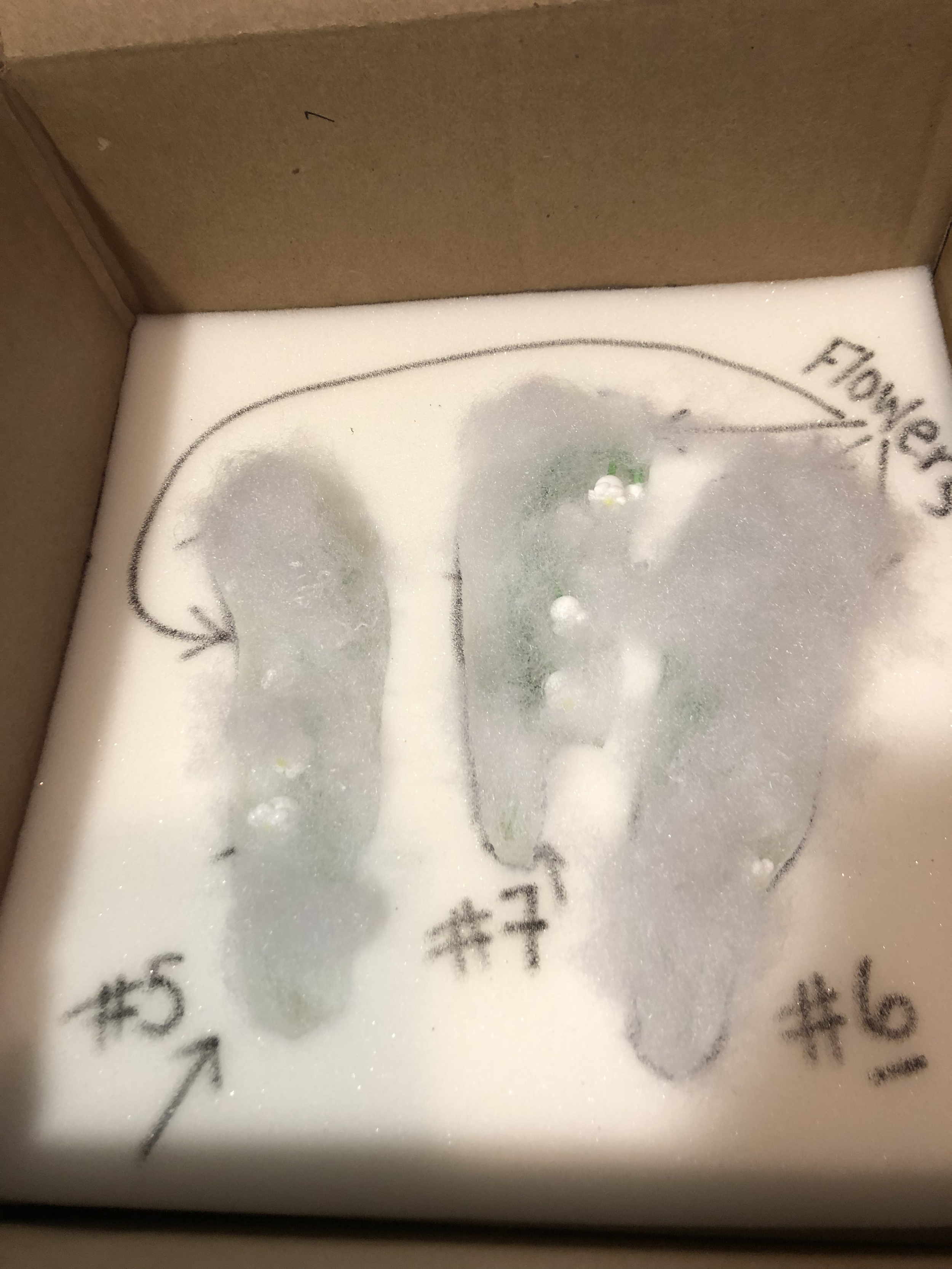 Close-up of a white foam sheet with sketches of a human face and some handwritten mathematical equations.