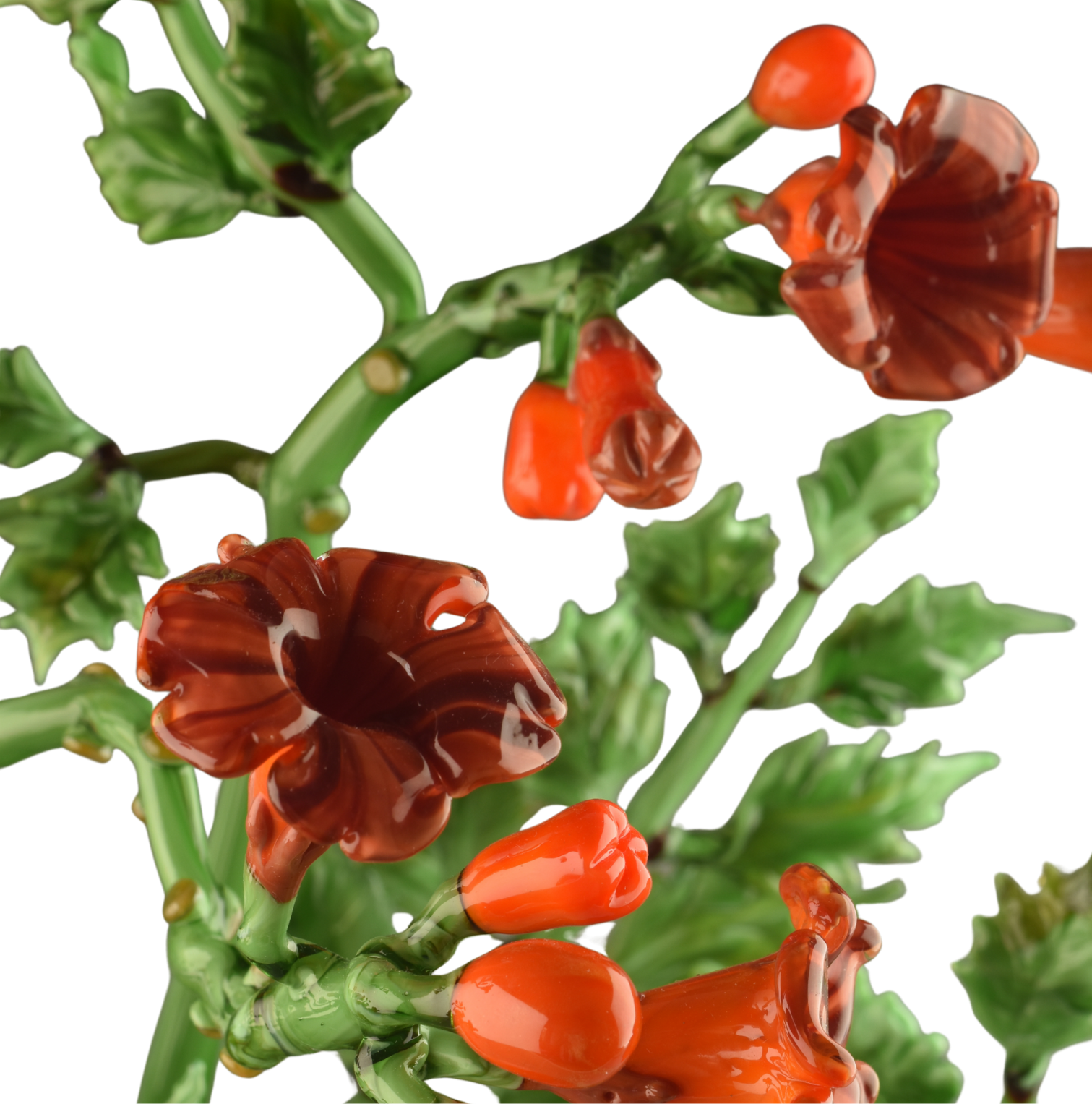 Close-up of a plant with green leaves and orange-brown, twisted, and wavy flowers.