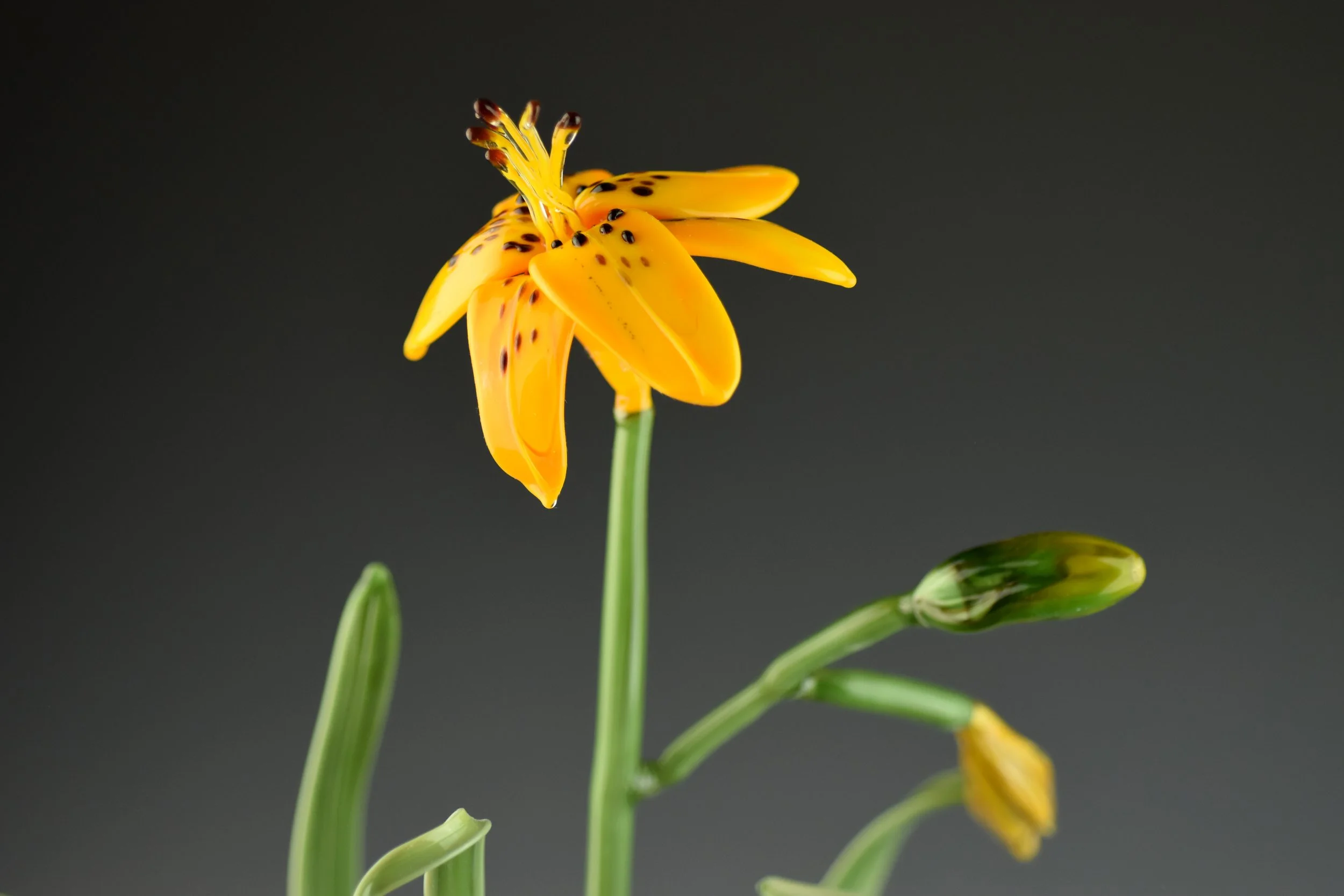 A yellow-orange flower with black spots on its petals and stamens, set against a plain dark background.