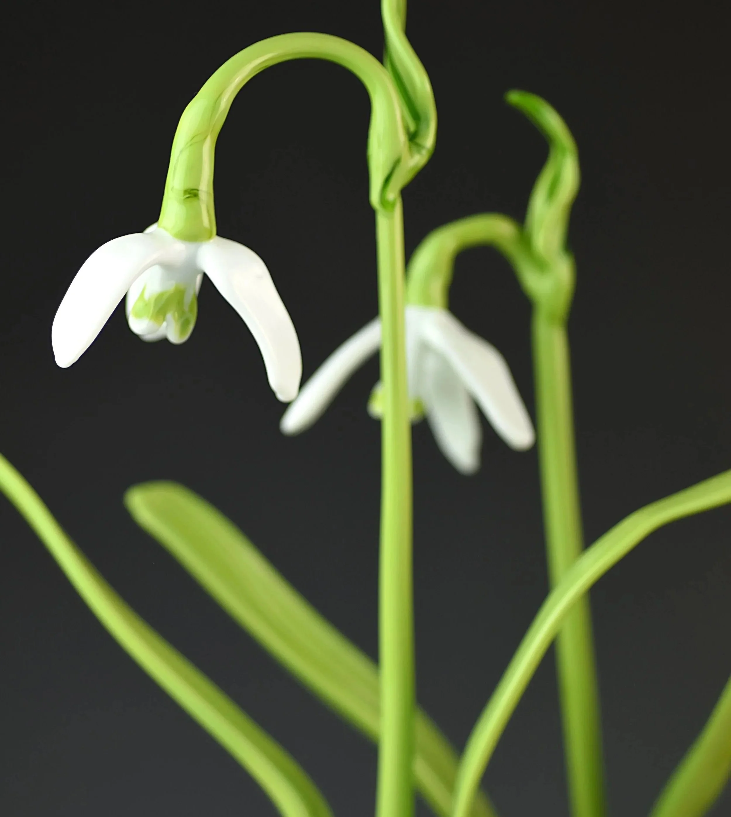 Close-up of white flowers with green stems against a black background.