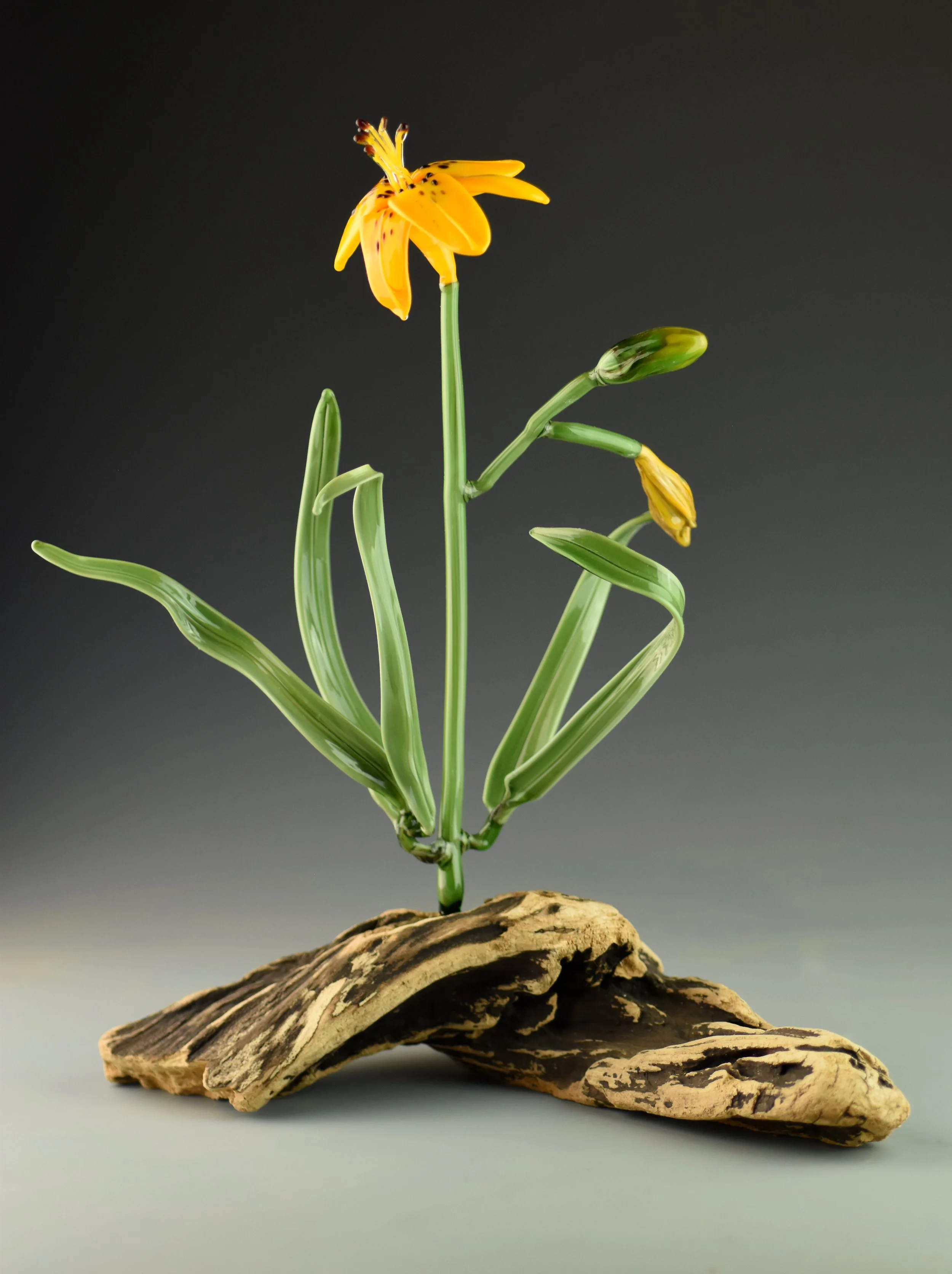 A yellow lily flower with dark spots and a partially closed bud, growing atop green, curly leaves on a piece of driftwood, against a dark background.