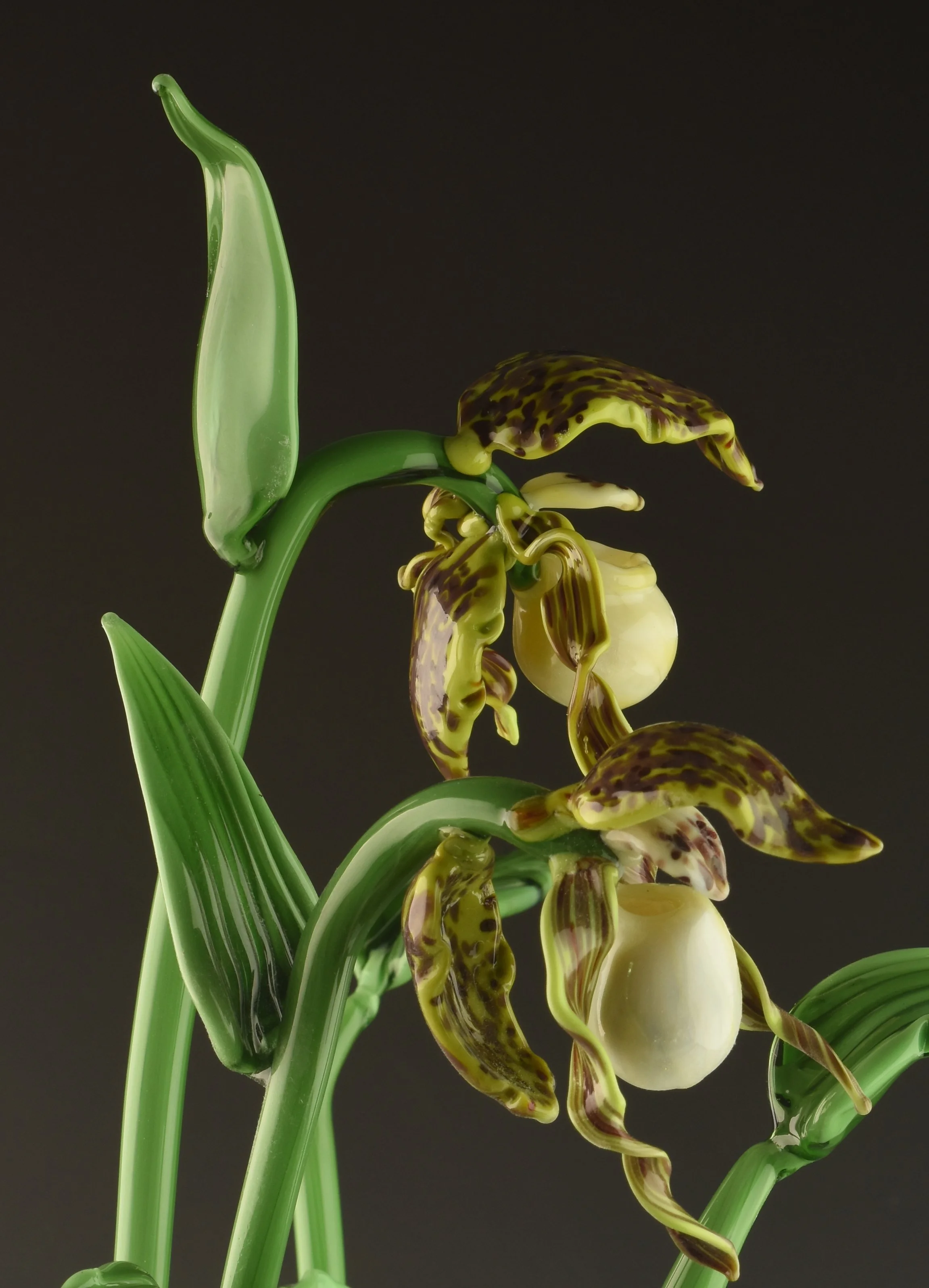 Close-up of a yellow and brown orchid flower with long, curved petals and green stems, set against a dark background.
