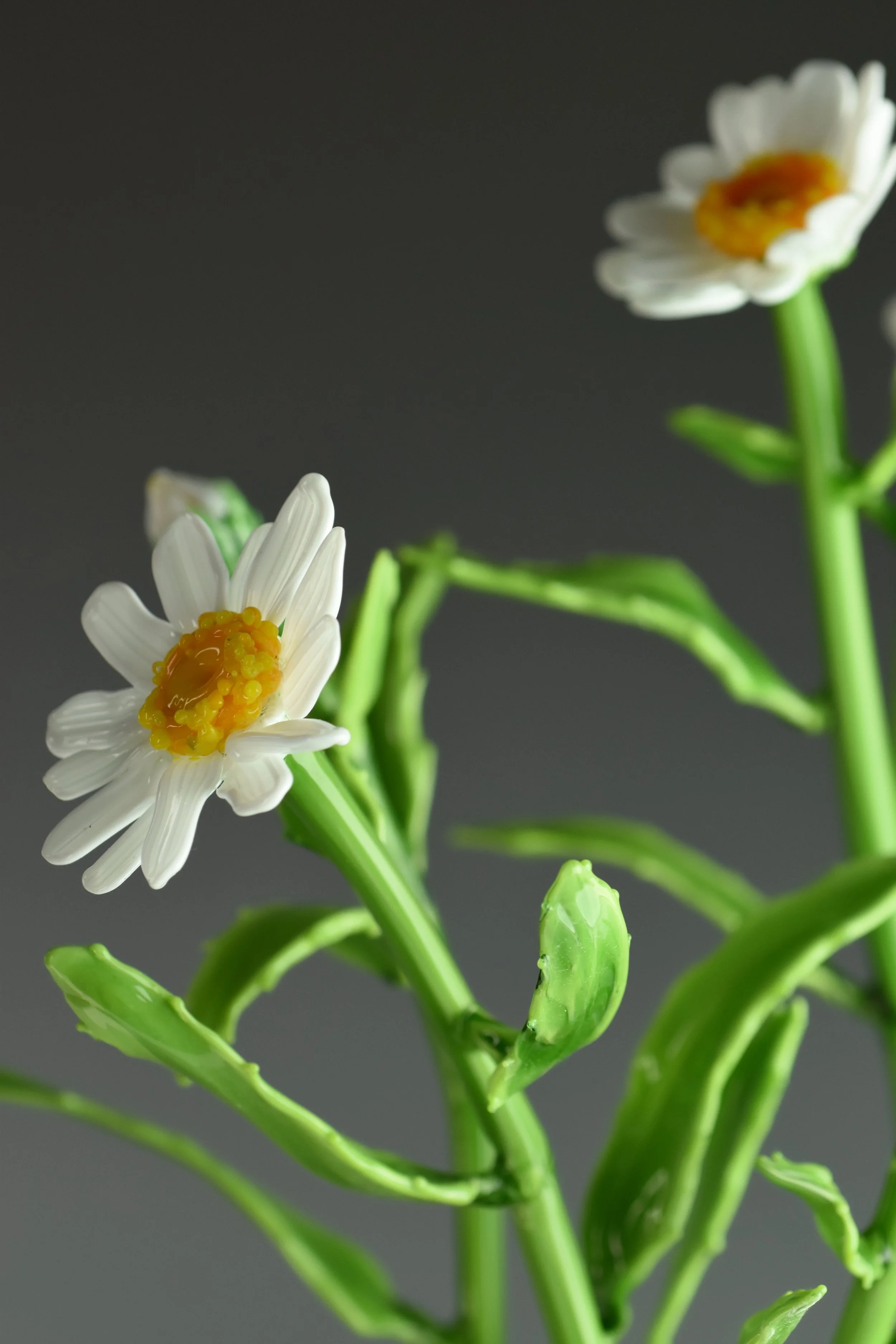 Close-up of white daisy flowers with yellow centers and green stems against a dark background.