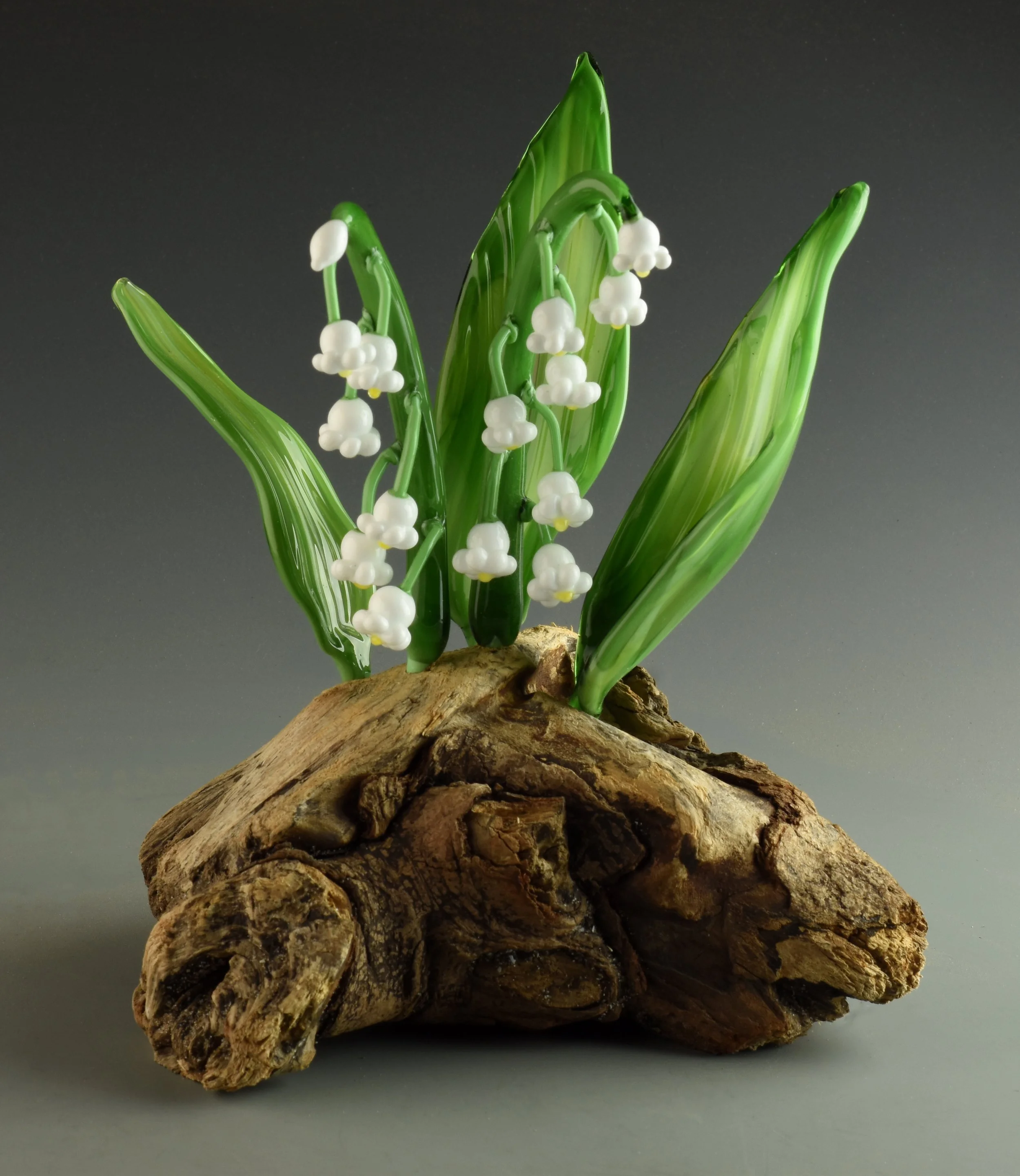 Potted plant with green leaves and small white flowers on a piece of wood against a dark background.