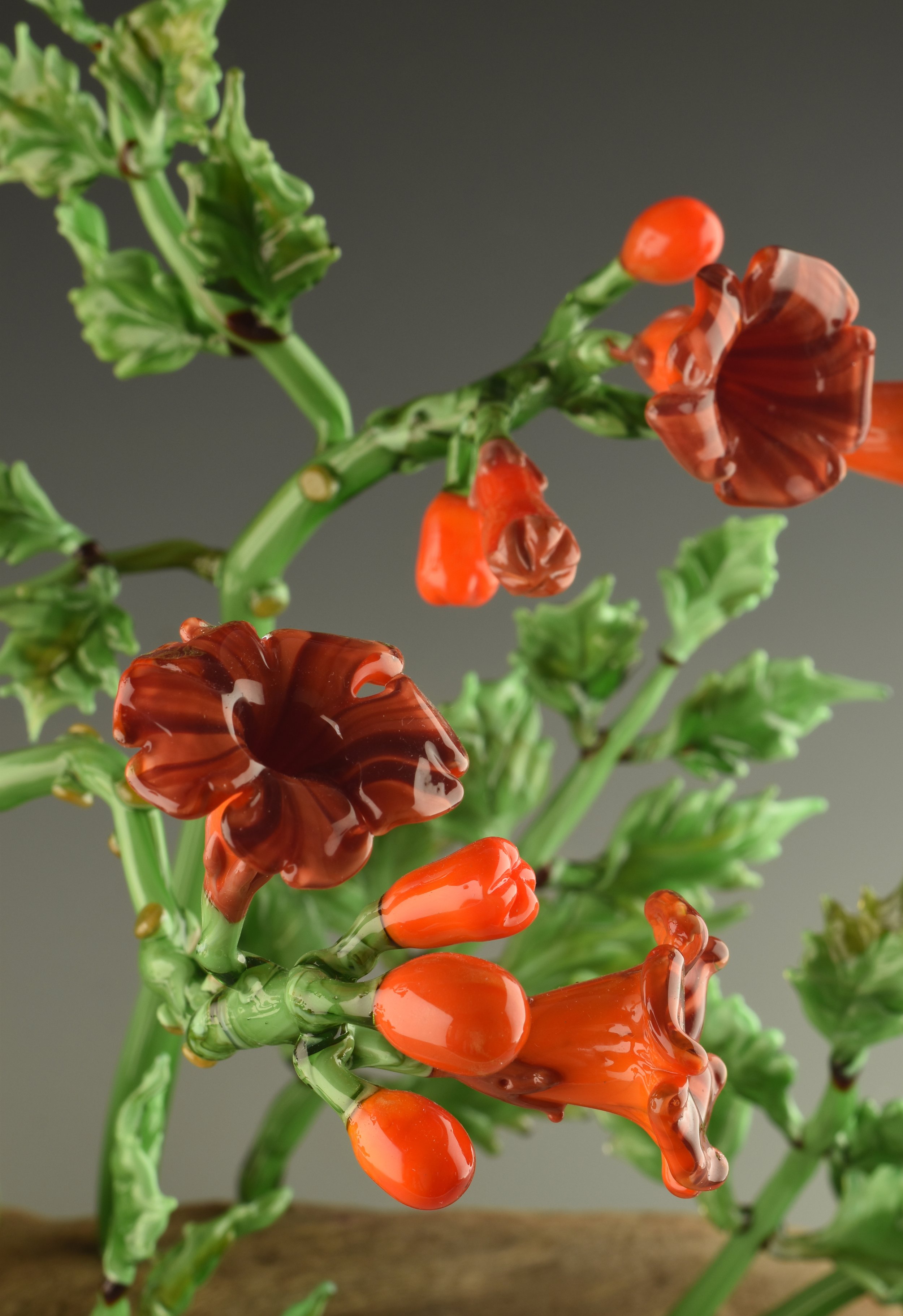 A close-up of a green plant with twisted stems and orange-red glossy, irregularly shaped flowers or seed pods.