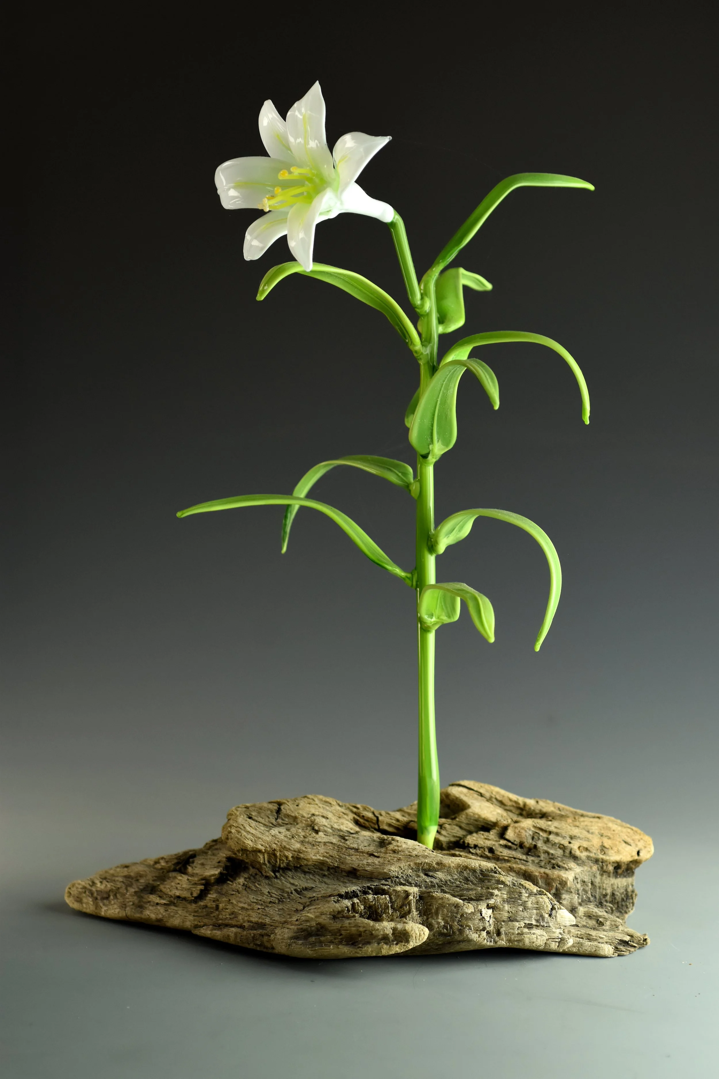 White flower with long green leaves growing from a piece of weathered wood against a gray background.