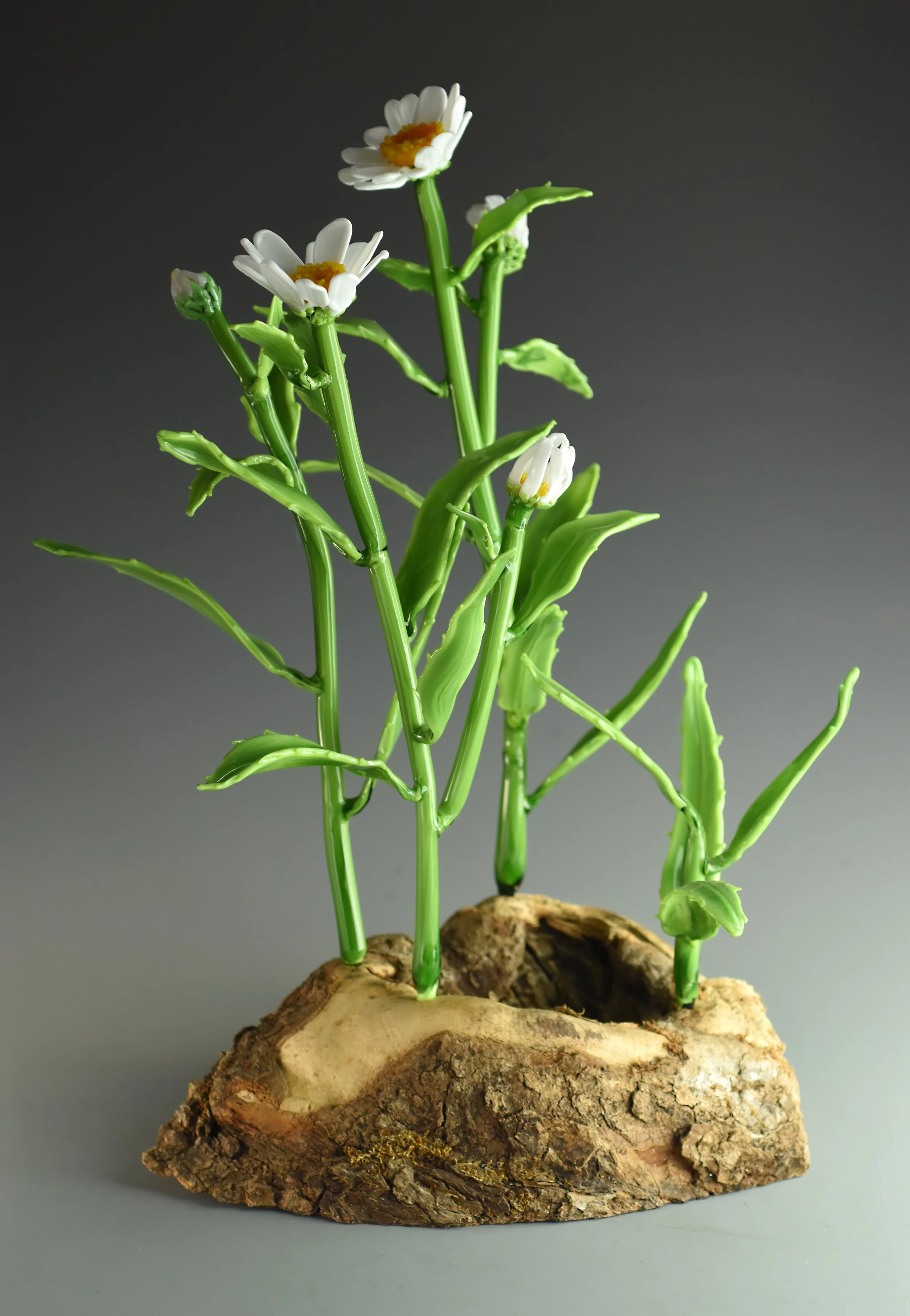 A small sprouting plant with white flowers and green stems growing from a piece of bark.