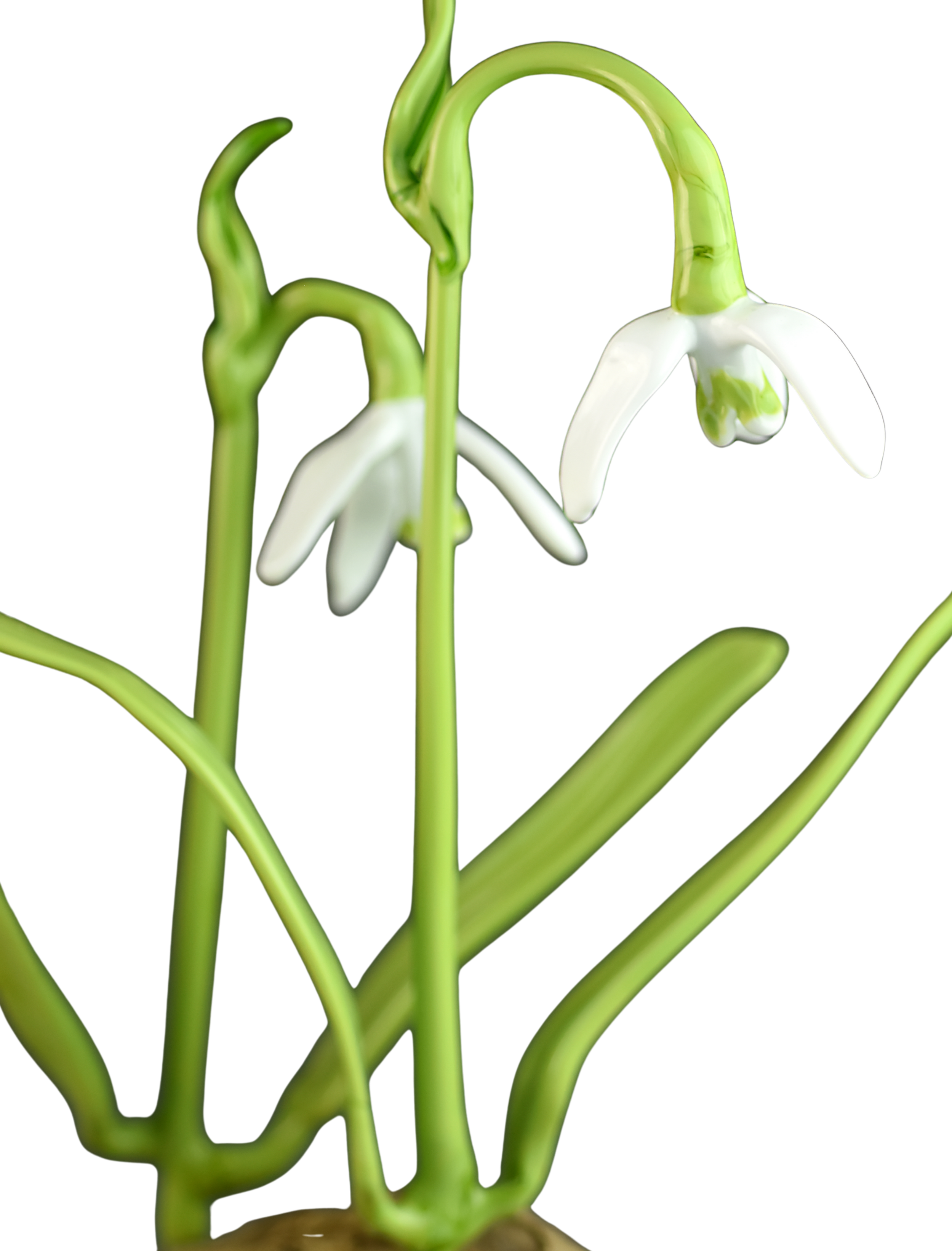 Close-up of a blooming snowdrop flower with white petals and green stem against a black background.