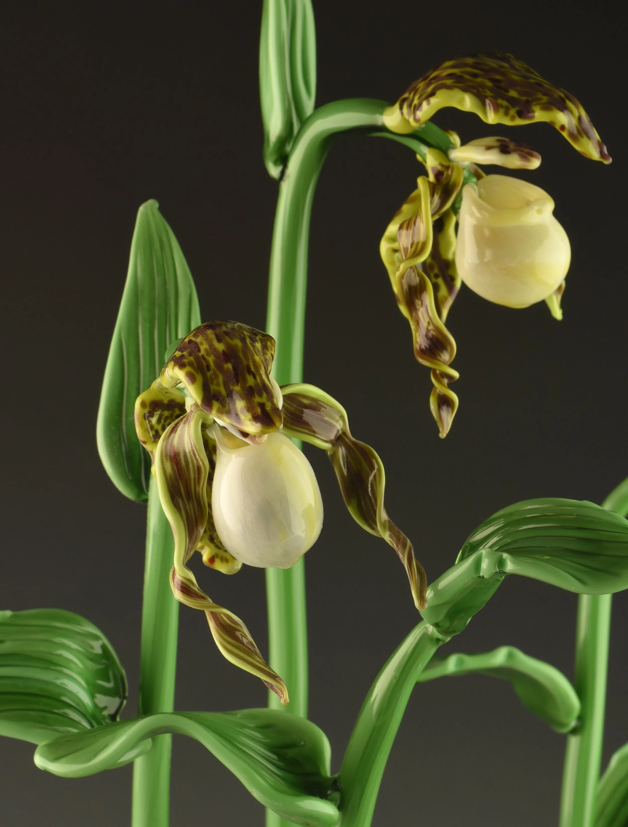 Close-up of a blooming orchid with green and yellow petals and a black background.