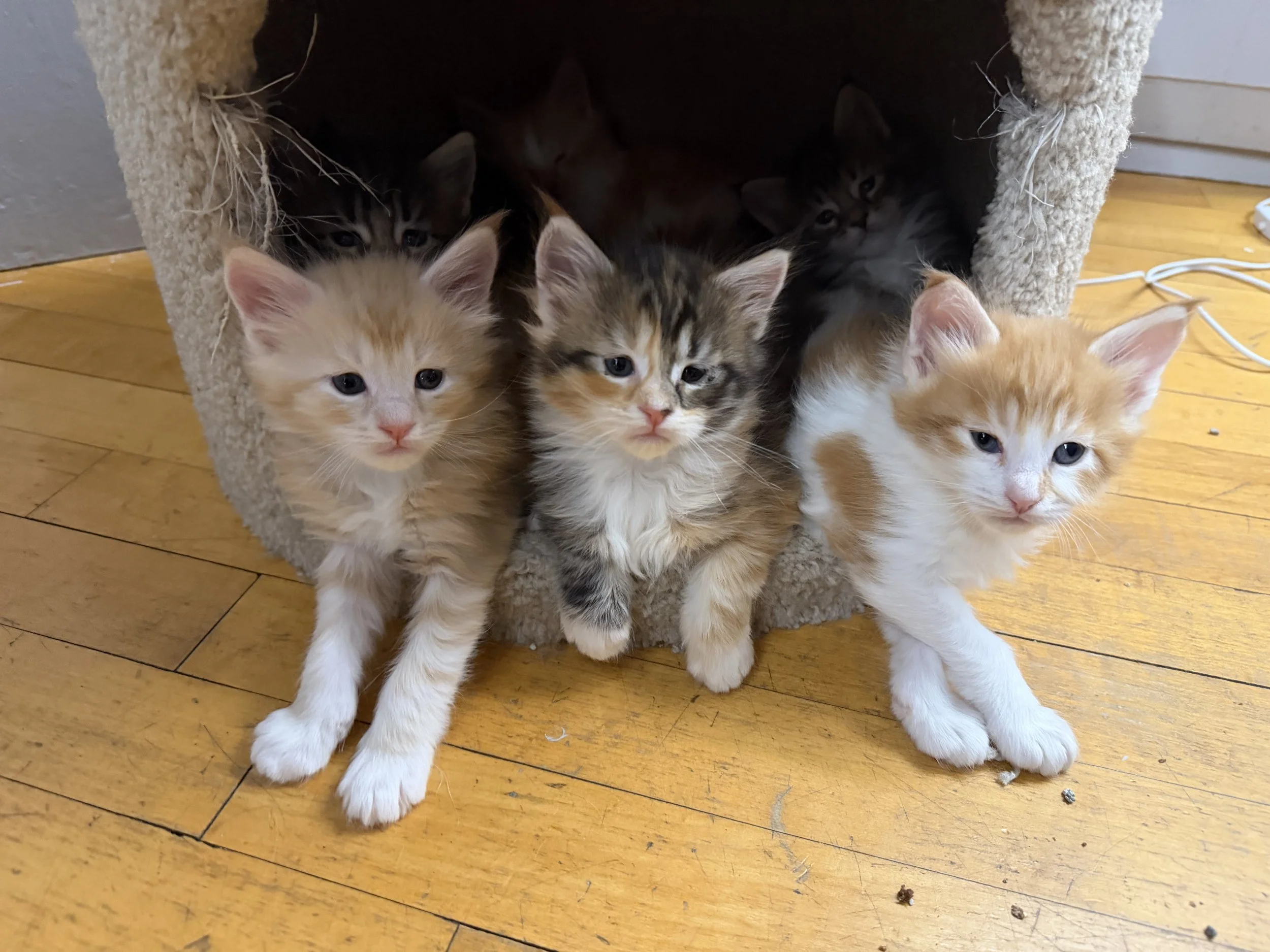 Three kittens sitting outside their cozy cat house, with four more kittens inside, on a wooden floor.