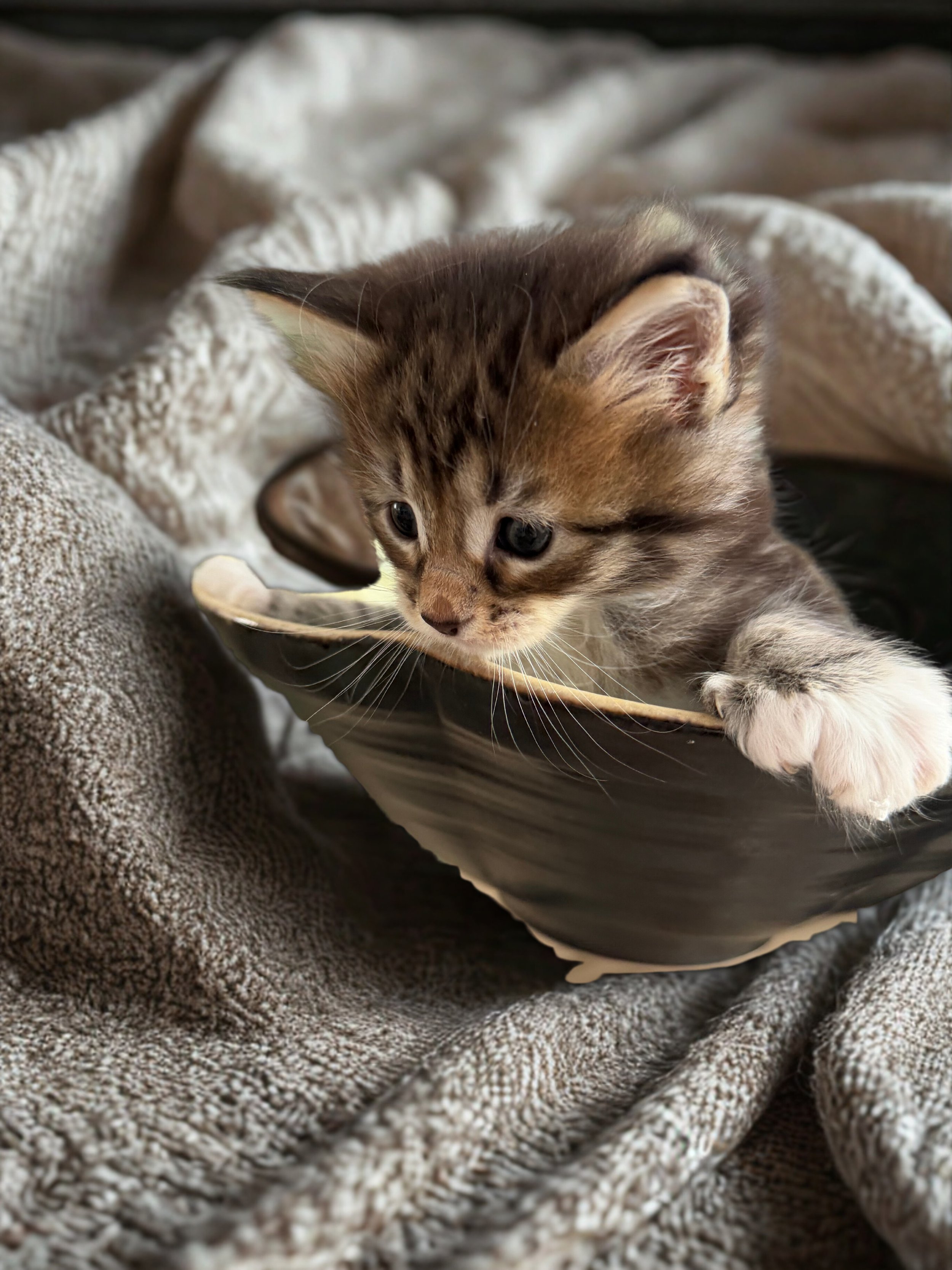 A cute kitten with striped fur lying in a black ceramic bowl on a textured gray blanket.