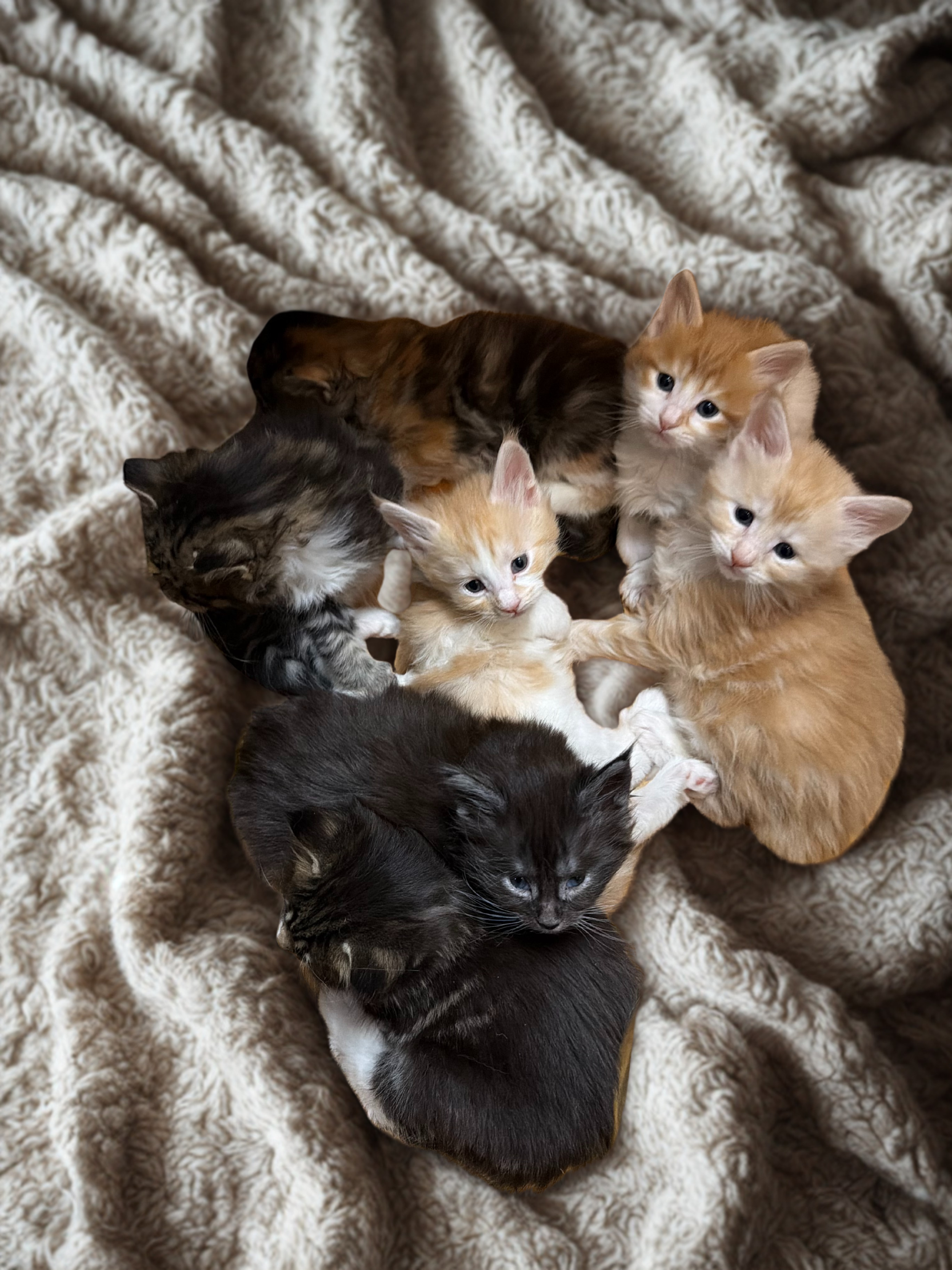 Six kittens of various colors laying on a textured blanket, some cuddling and looking at the camera.