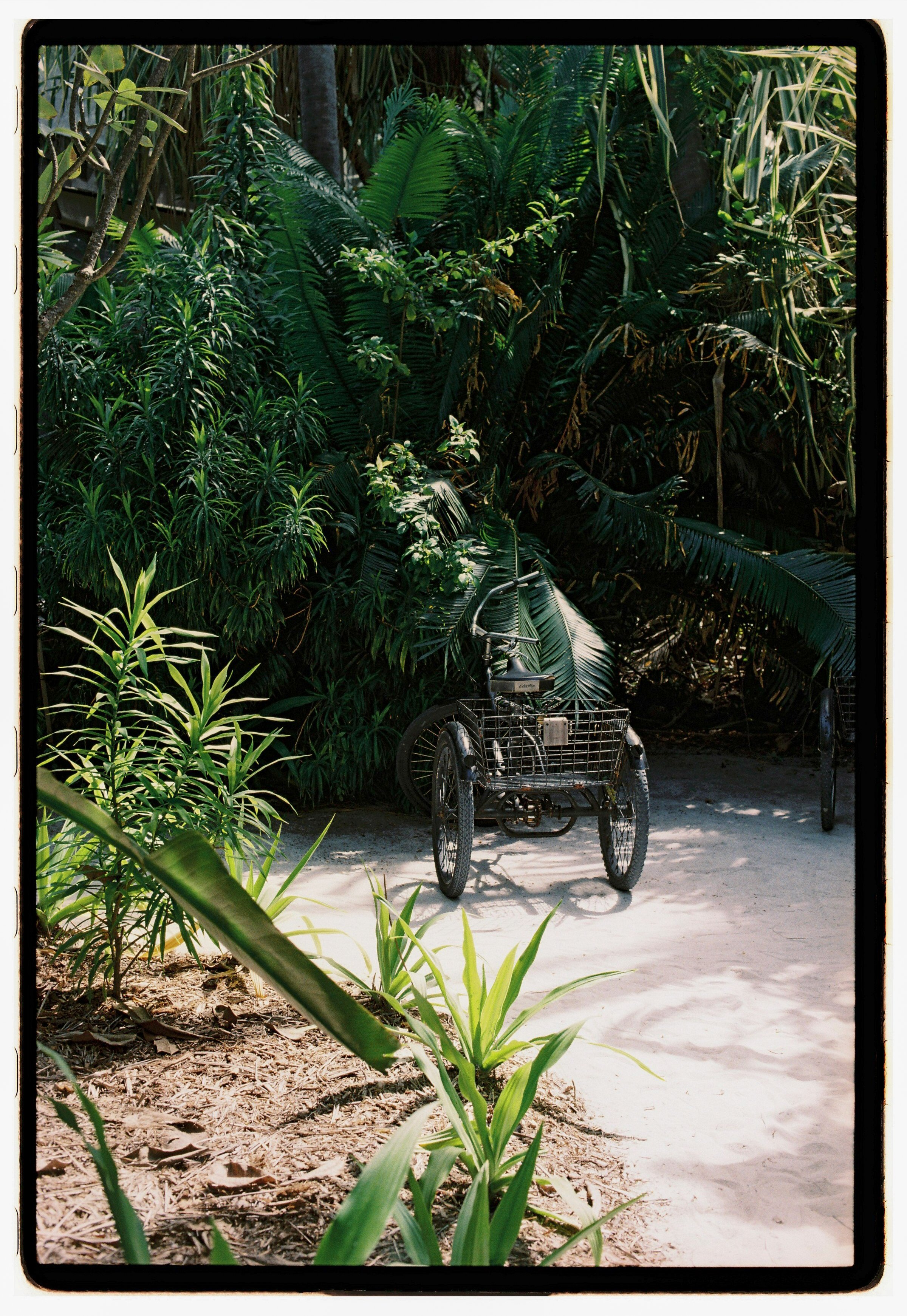 A film photo of an abandoned three-wheeled bicycle with a basket at the front, parked on sandy ground near dense green tropical plants and trees.