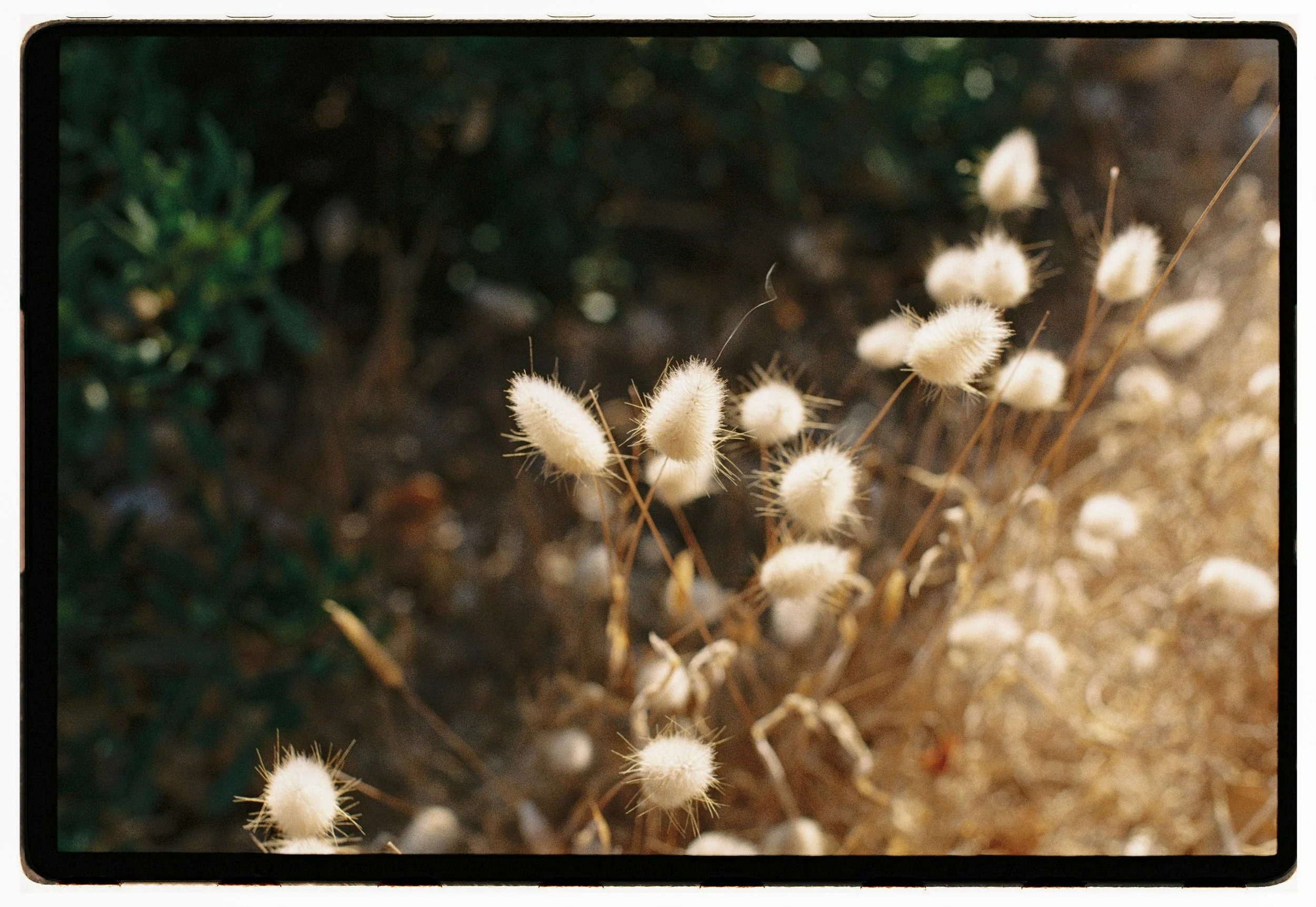 Film photos showing nature and light. Wedding photographer.