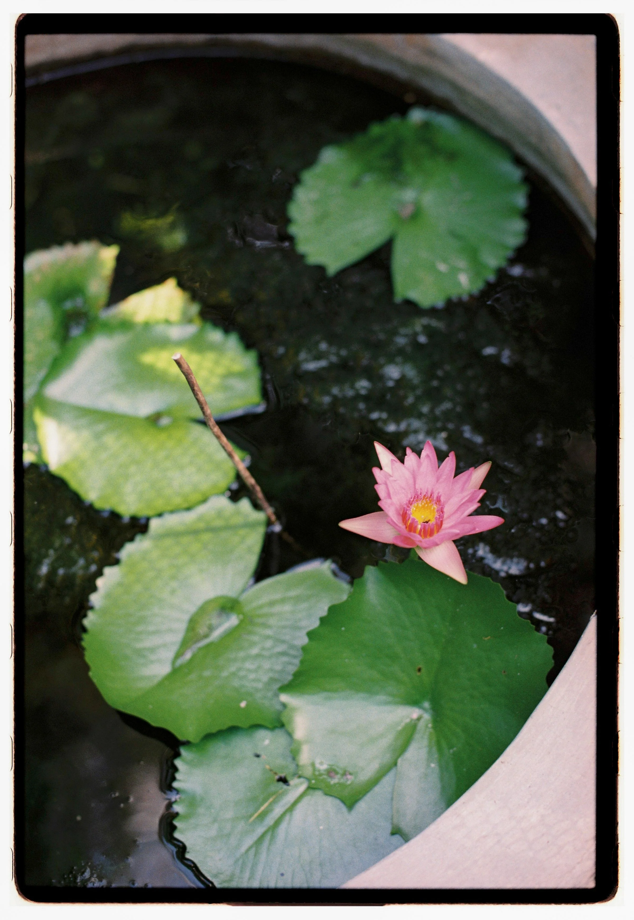 Film photos showing nature and light. Wedding photographer.