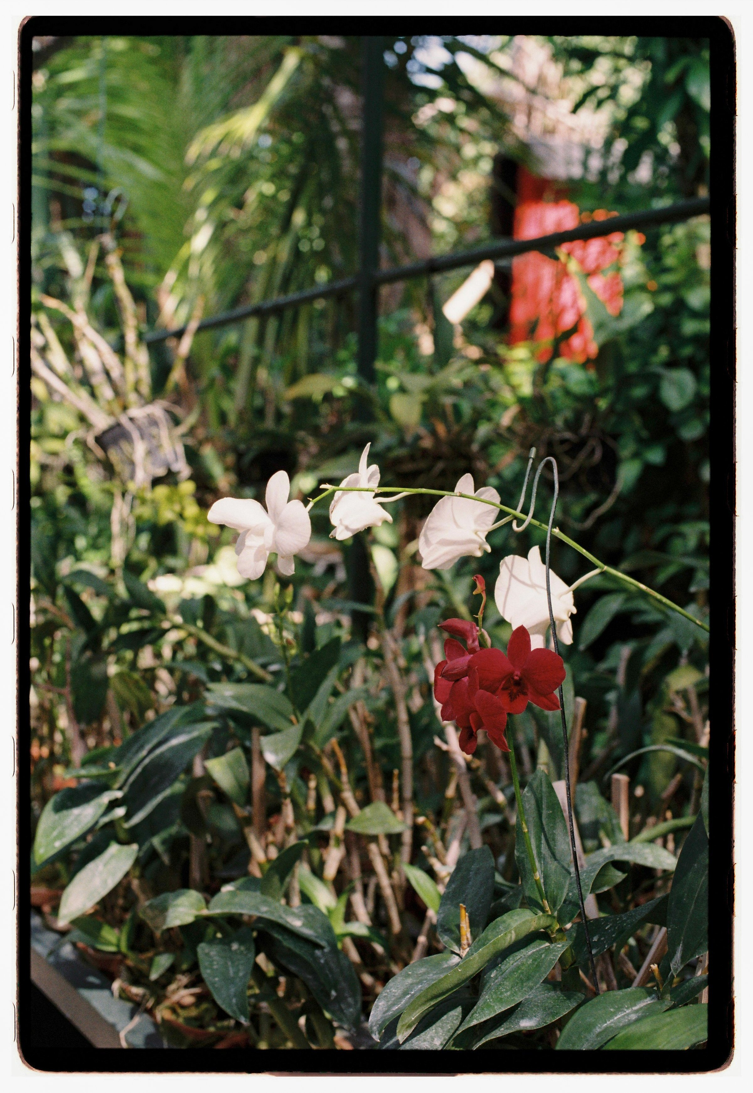 A film photo displaying a garden scene with white and red orchids, surrounded by green foliage and a black grid fence in the background.