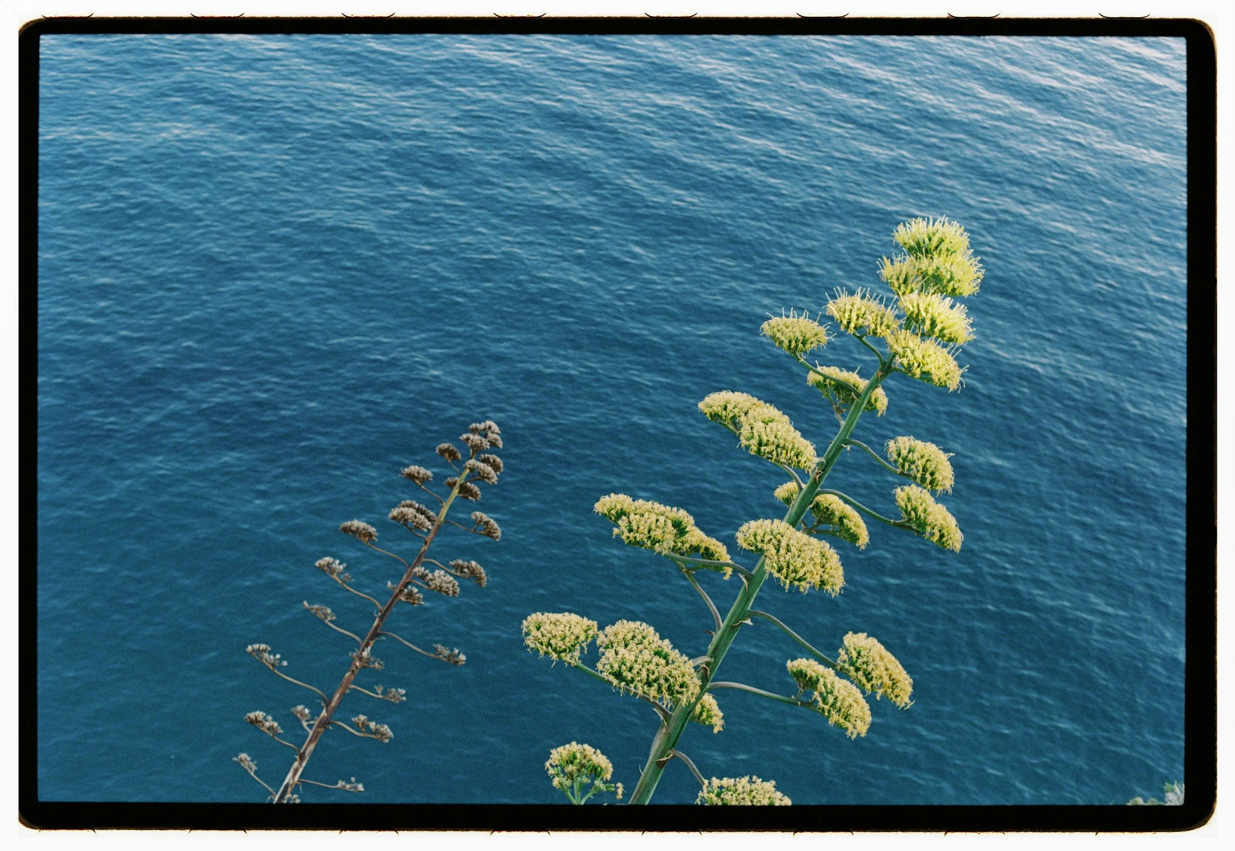 Film photos showing nature and light. Wedding photographer.