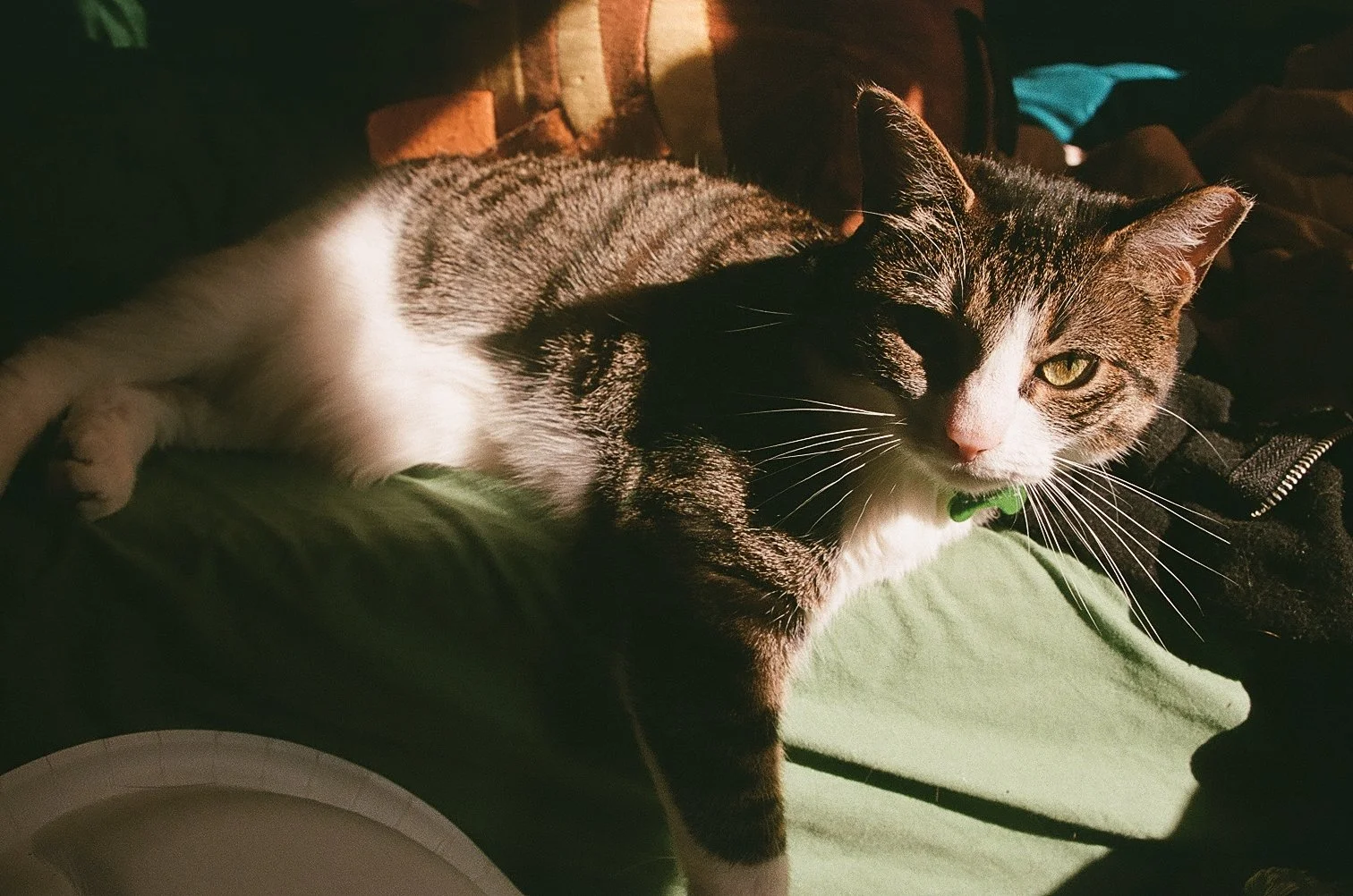 Close-up of a tabby cat with white paws lying on a green surface, partly illuminated by sunlight, with a brick wall and clothing in the background.