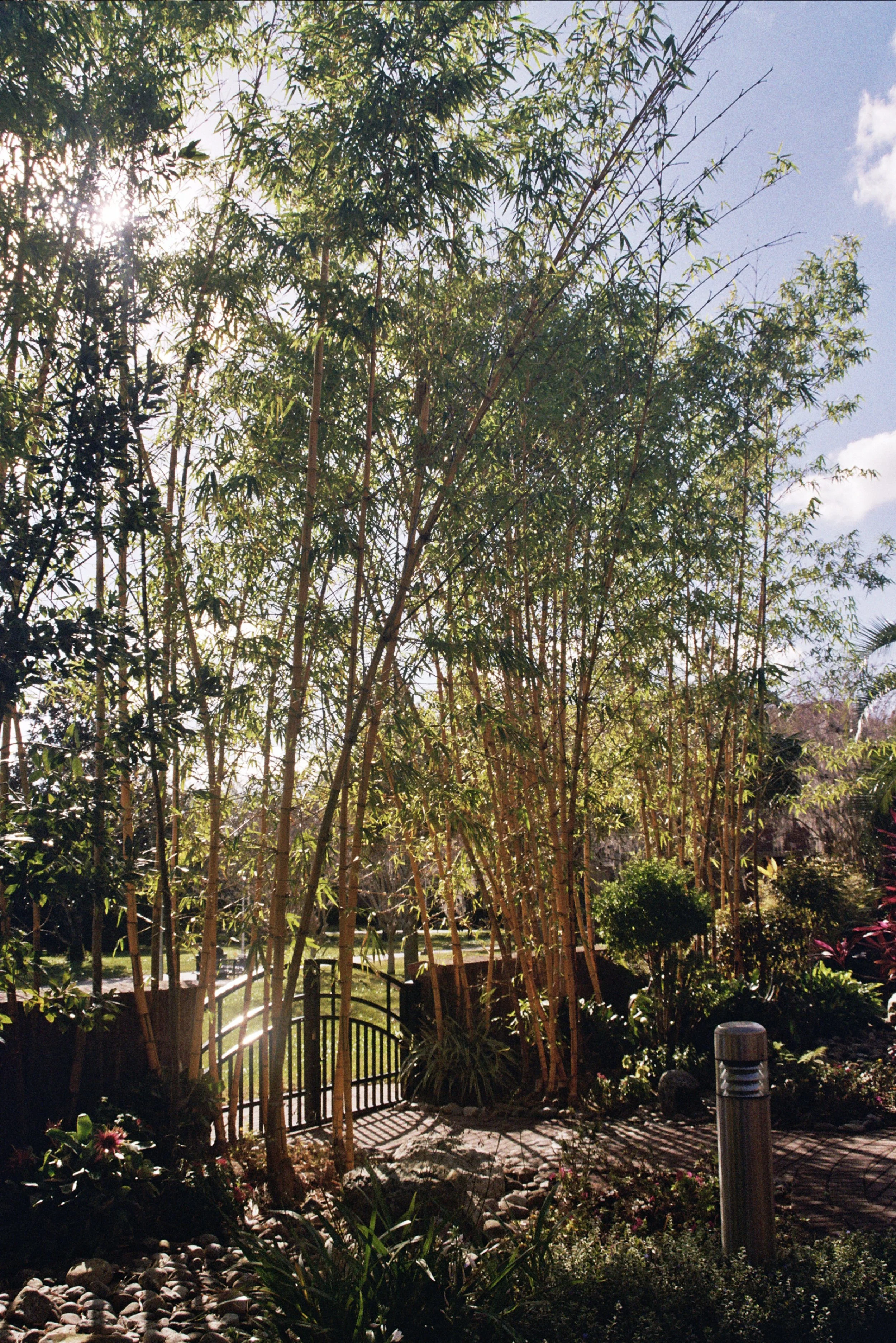 Sunlight filters through bamboo trees in a garden with a stone pathway and a small black gate, surrounded by various bushes and plants.