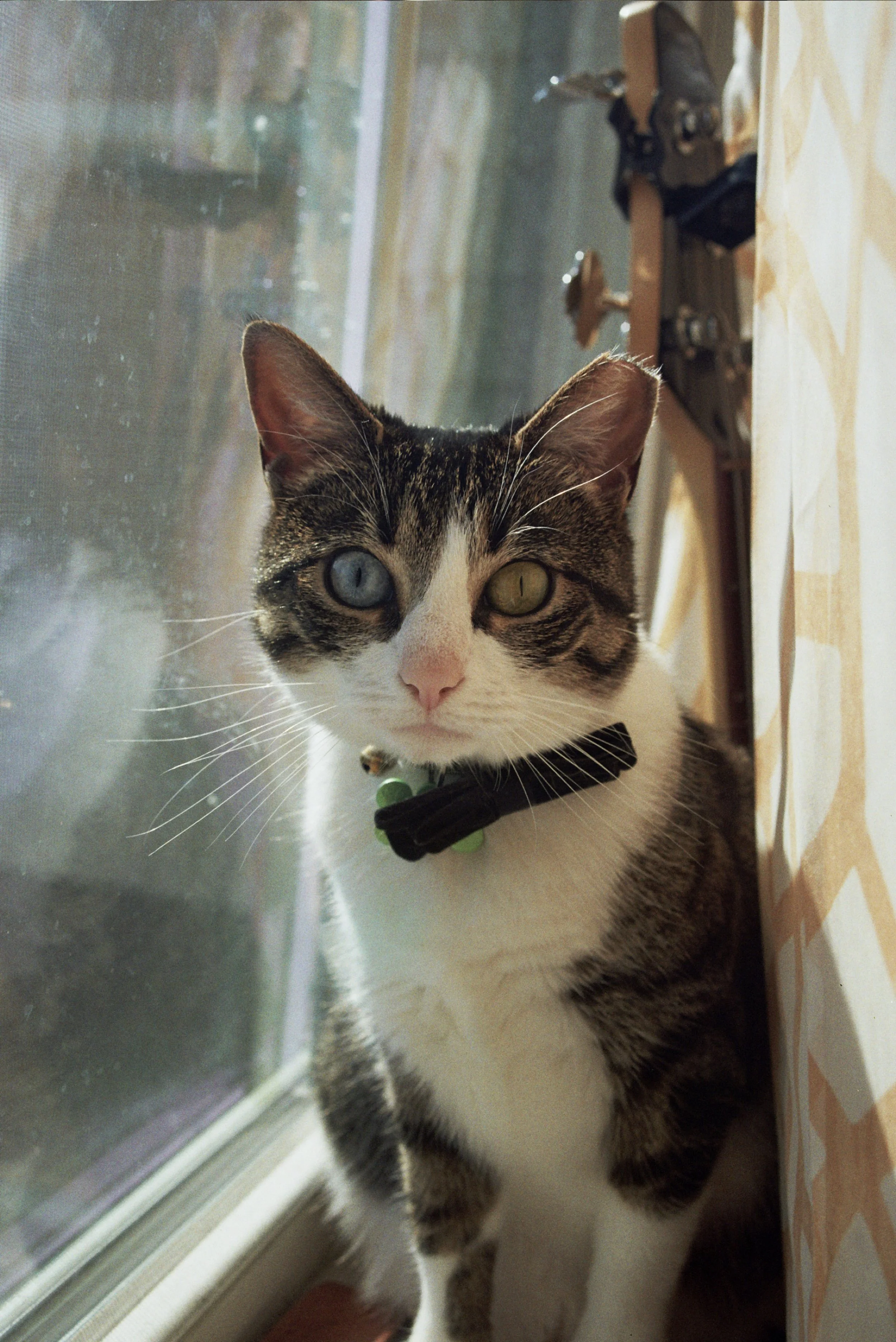 A tabby cat with a collar featuring green beads, sitting by a window, looking at the camera.