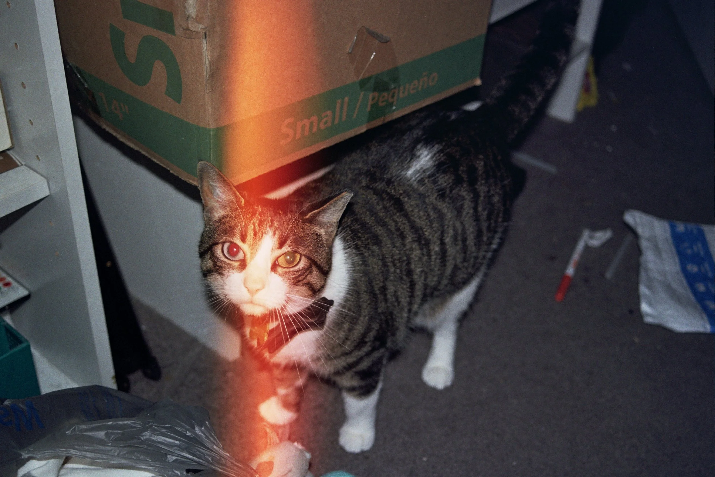 A tabby cat with white paws and chest looking up at the camera in a cluttered storage room.