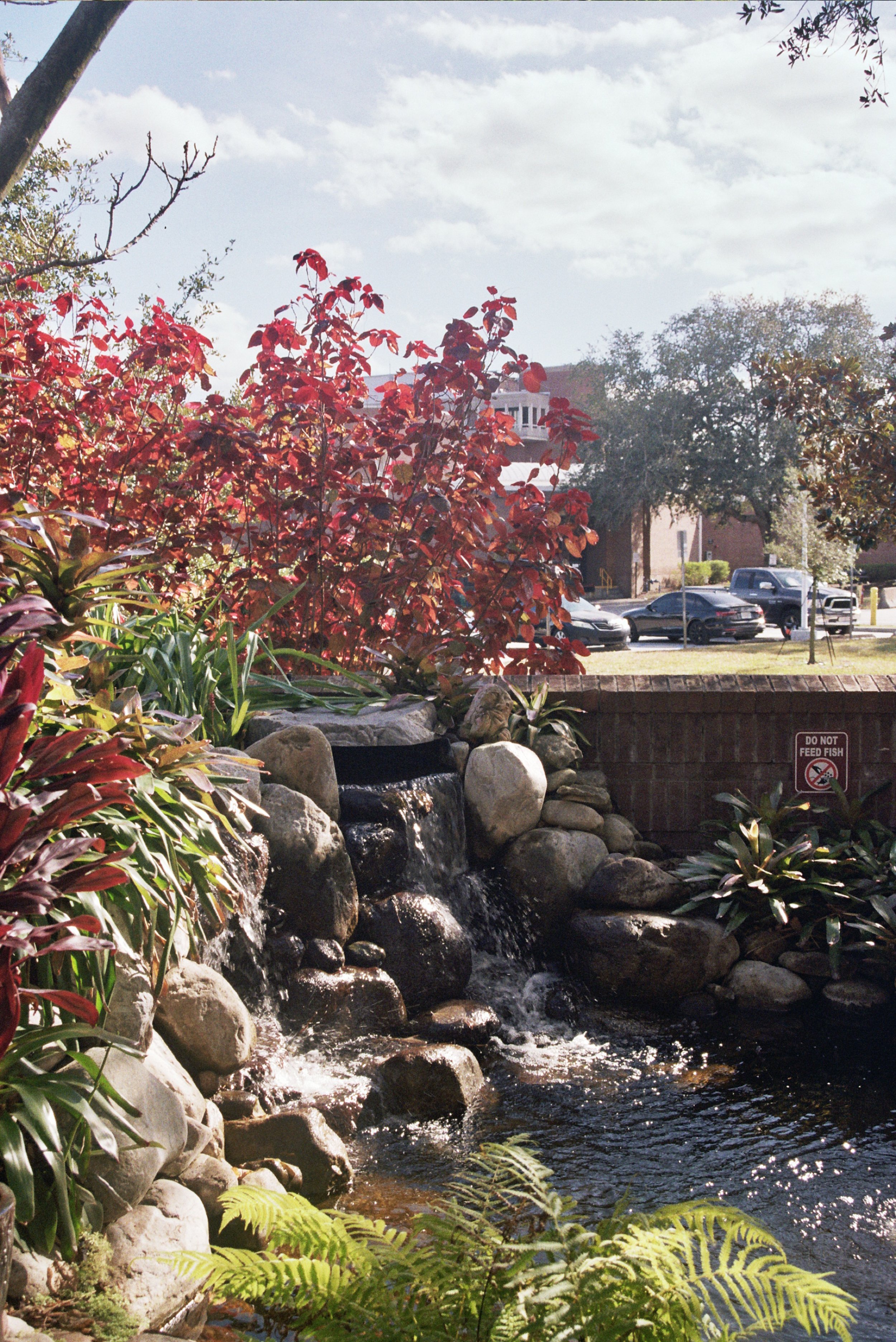 A small waterfall surrounded by rocks and red and green plants, with cars and a building in the background.