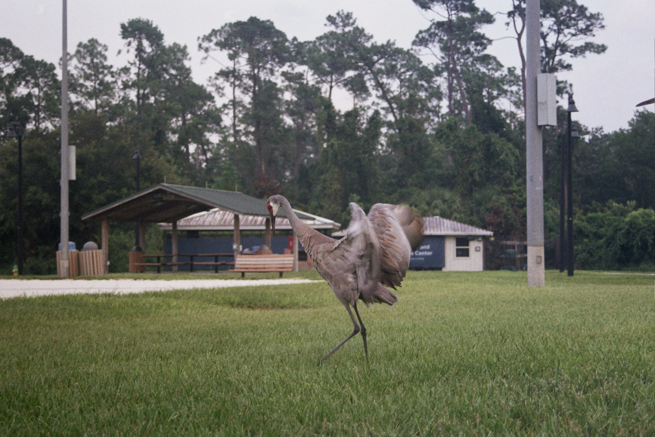 A turkey walking across a grassy field with a park shelter and trees in the background.