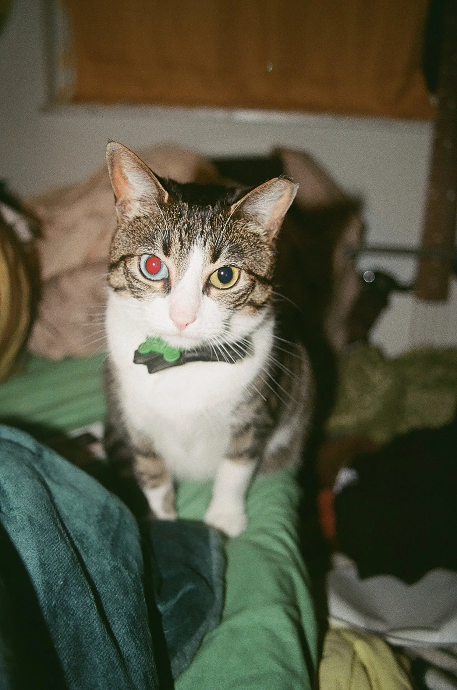 A tabby cat with one red-eye and one yellow eye, wearing a collar with a green bone-shaped tag, sitting on someone's lap indoors.