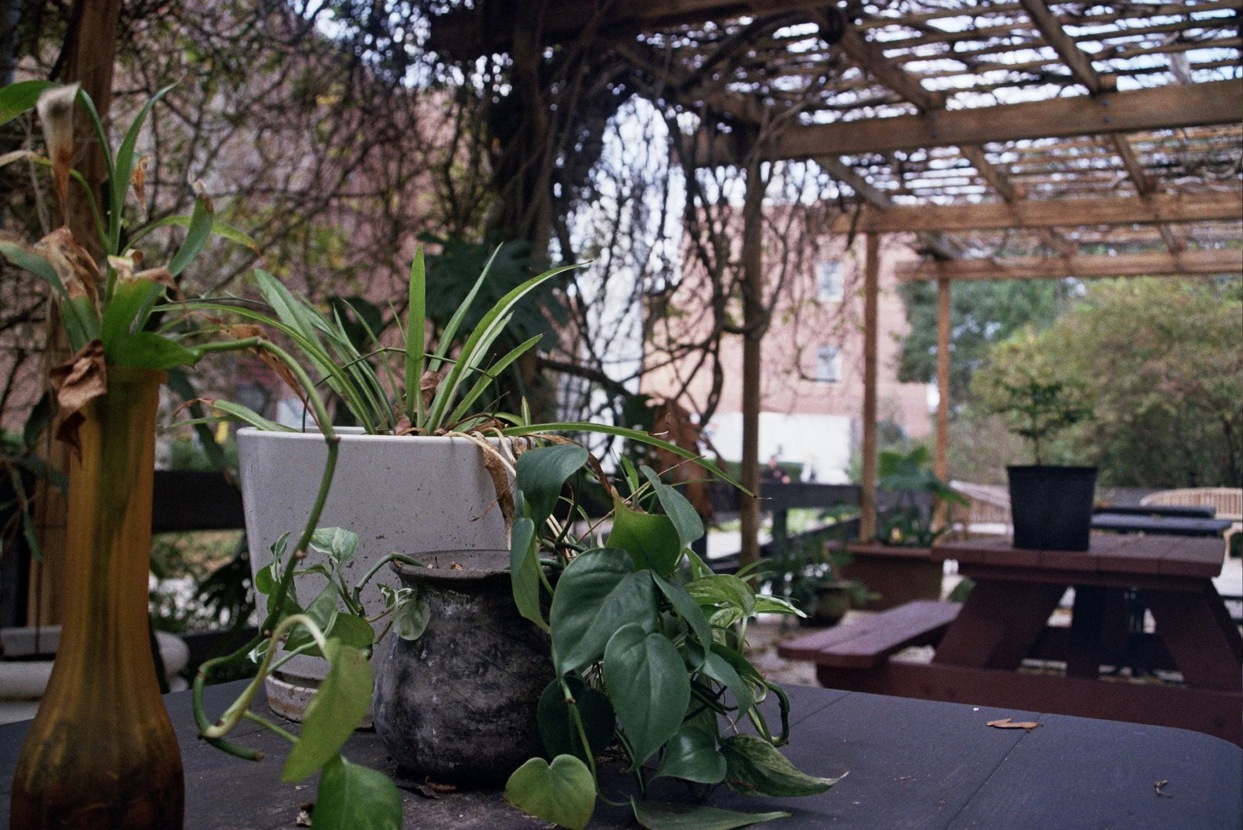 Close-up of potted plants on a dark outdoor table under a wooden trellis on a balcony or patio, with trees and a building in the background.