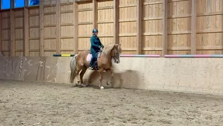 Pieni&auml; hetki&auml; Suomesta hevosten kanssa ✨

Videolla ty&ouml;skentelen piaffin parissa suomenhevosorin kanssa intensiivikurssilla &ndash; n&auml;iss&auml; hetkiss&auml; yhdistyy l&auml;sn&auml;olo, hienovaraisuus ja pitk&auml;j&auml;nteinen t