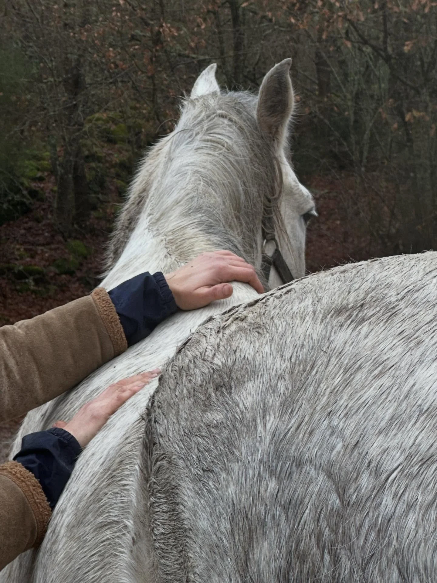 Puhutaan osteopatiasta

Mit&auml; se on? Miten hoidetaan?
Onko siit&auml; apua?

Keskustelen osteopatiasta hevos- ja ihmisosteopaatti Tuija Laapaksen kanssa.

20.4.2026 ma klo 19-20:30

Keskustelu on ilmainen -postituslistalaiset saavat linkin huhtik