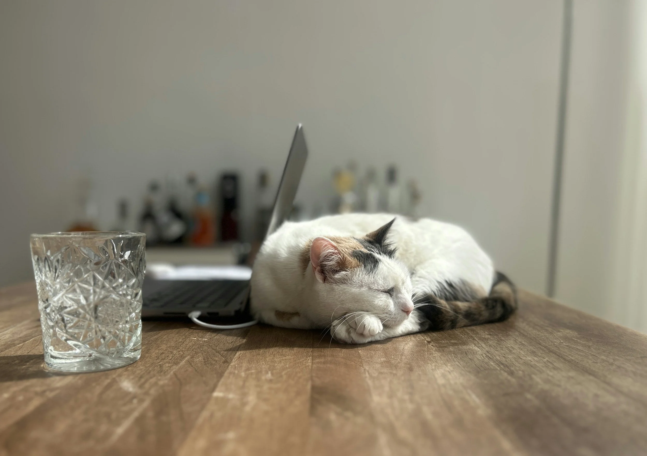 A cat with white fur and brown and black markings is sleeping on a wooden table with a glass of water and a laptop.