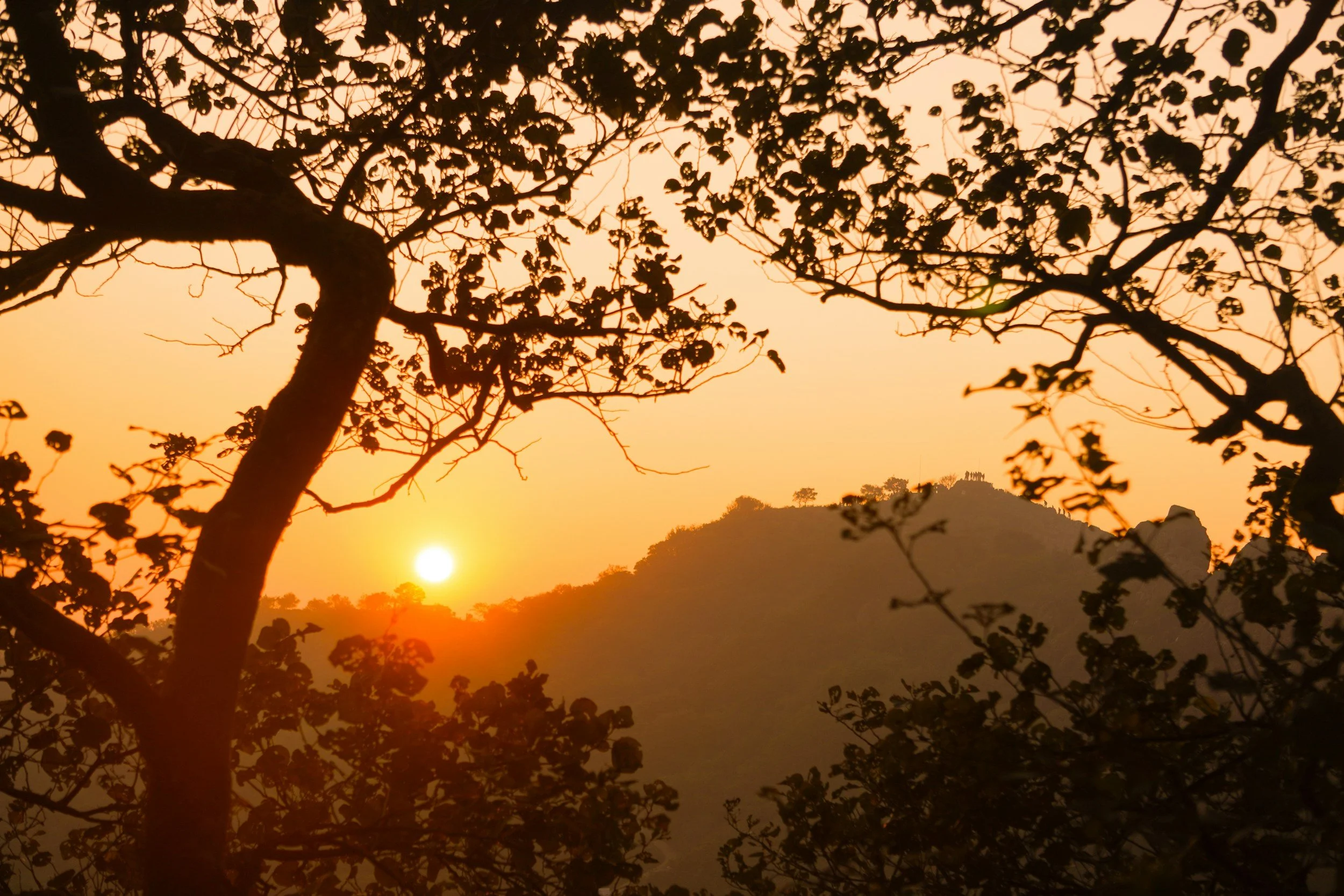 Silhouetted trees and leaves against a sunset with a mountain landscape in the background.