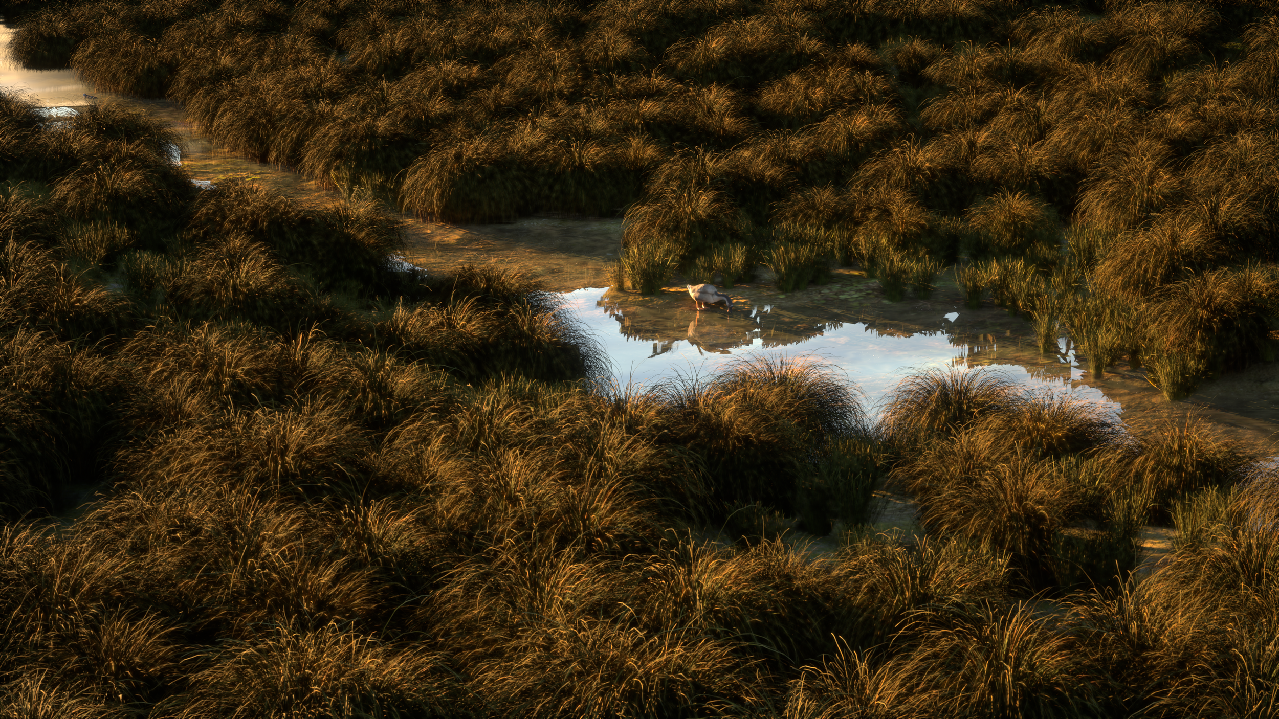 Bird standing by a small water pool surrounded by golden grass and vegetation at sunset or sunrise.
