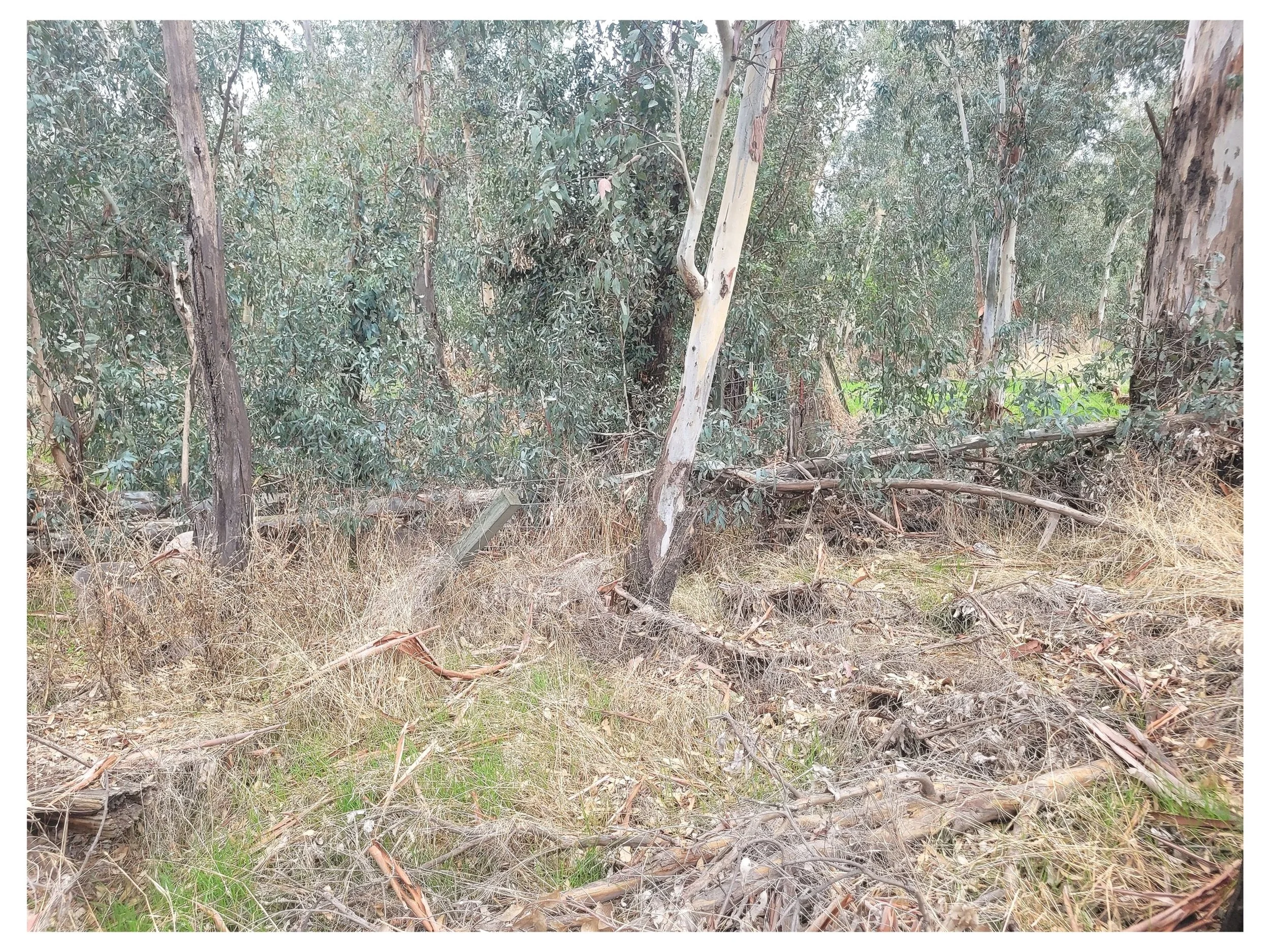 A dense forest scene with trees, dry grass, and fallen branches on the ground.