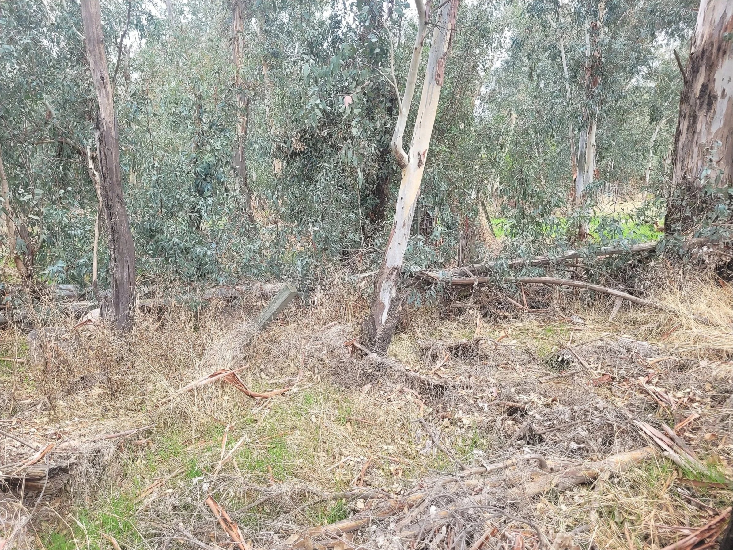 A forest scene with trees, dry grass, and fallen branches.